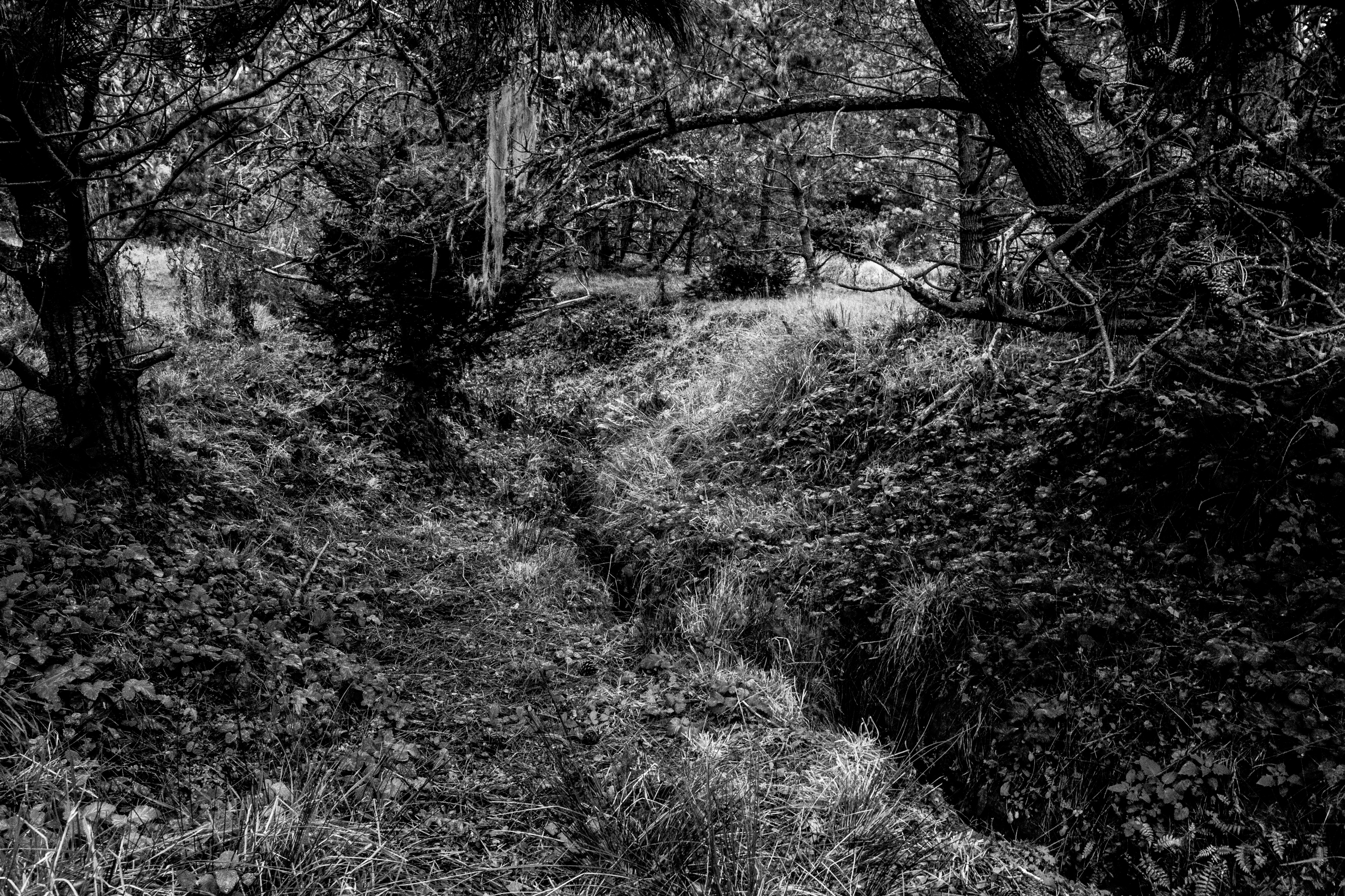 A photograph of dense underbrush and trees.