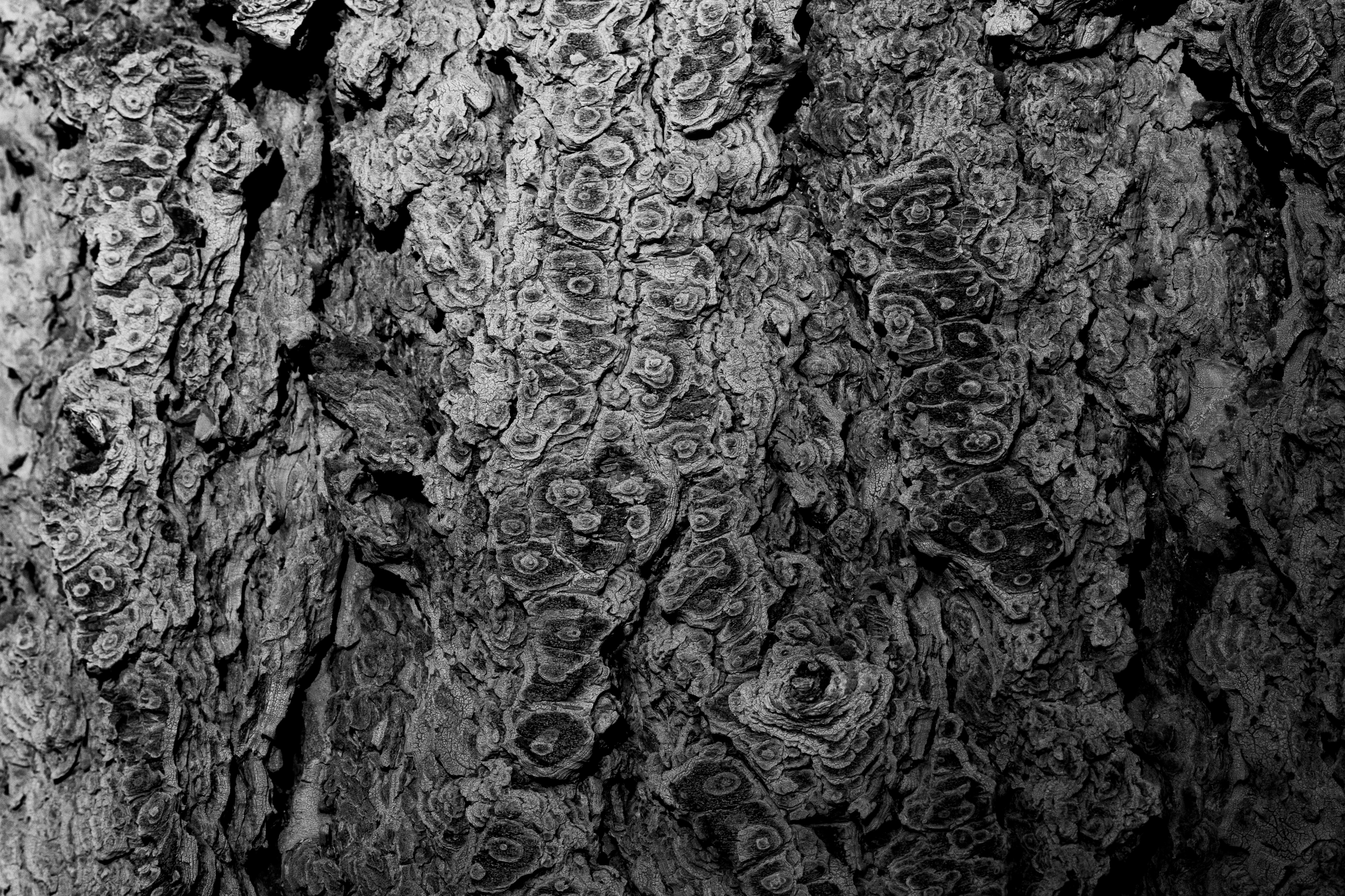 A photograph of some tree bark.