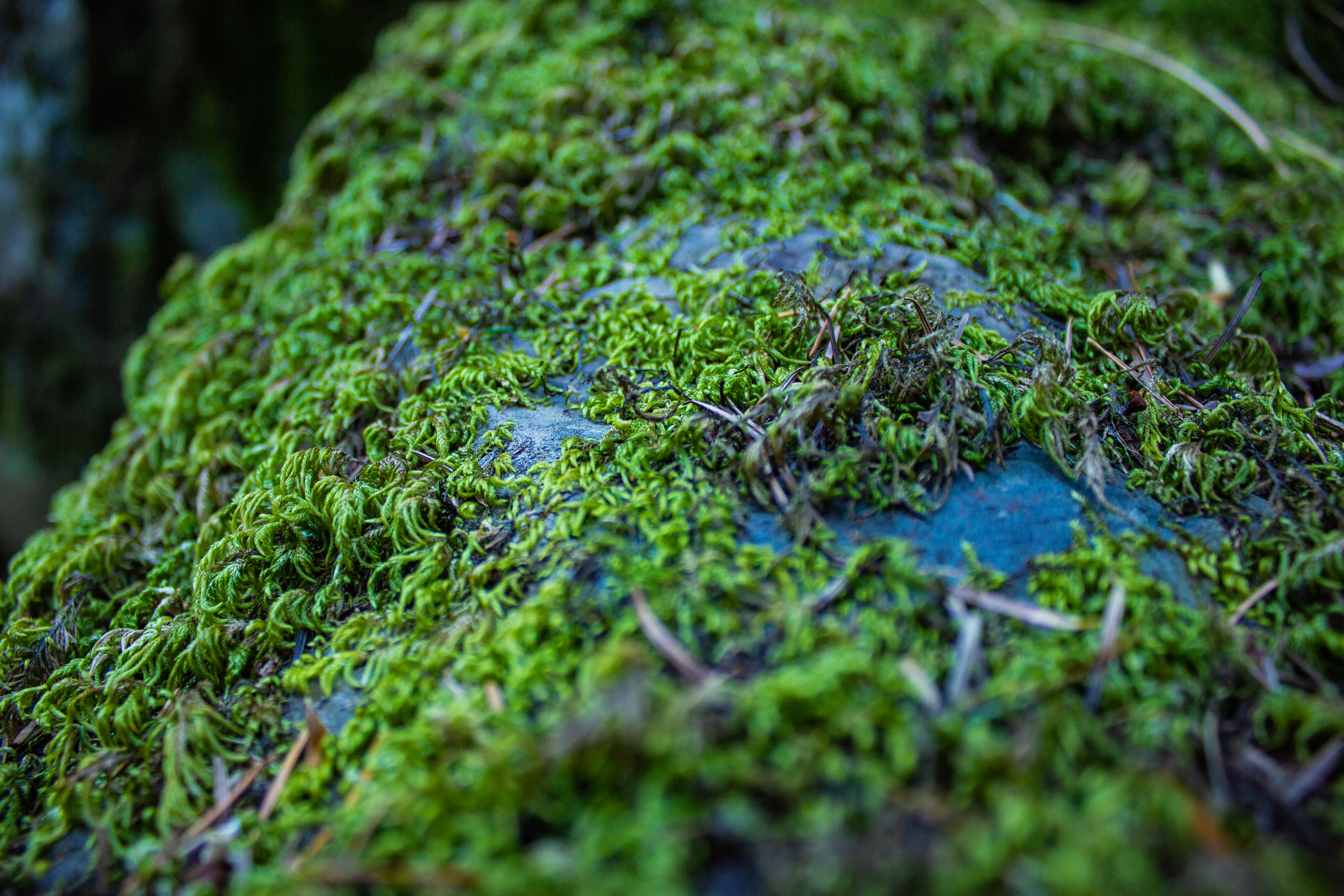A photograph of a moss covering a stone.