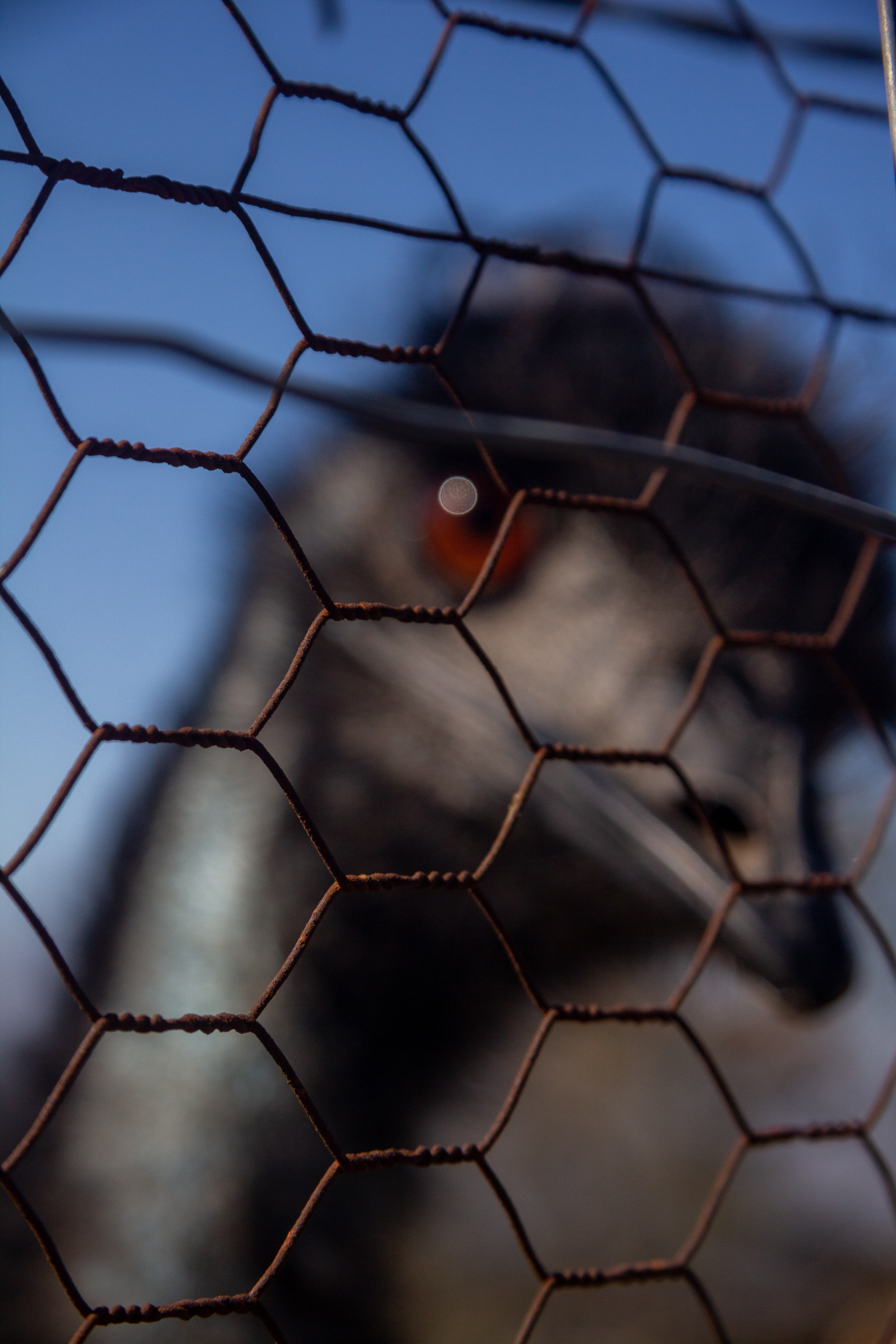 A photograph of a fence, with an emu in the background.