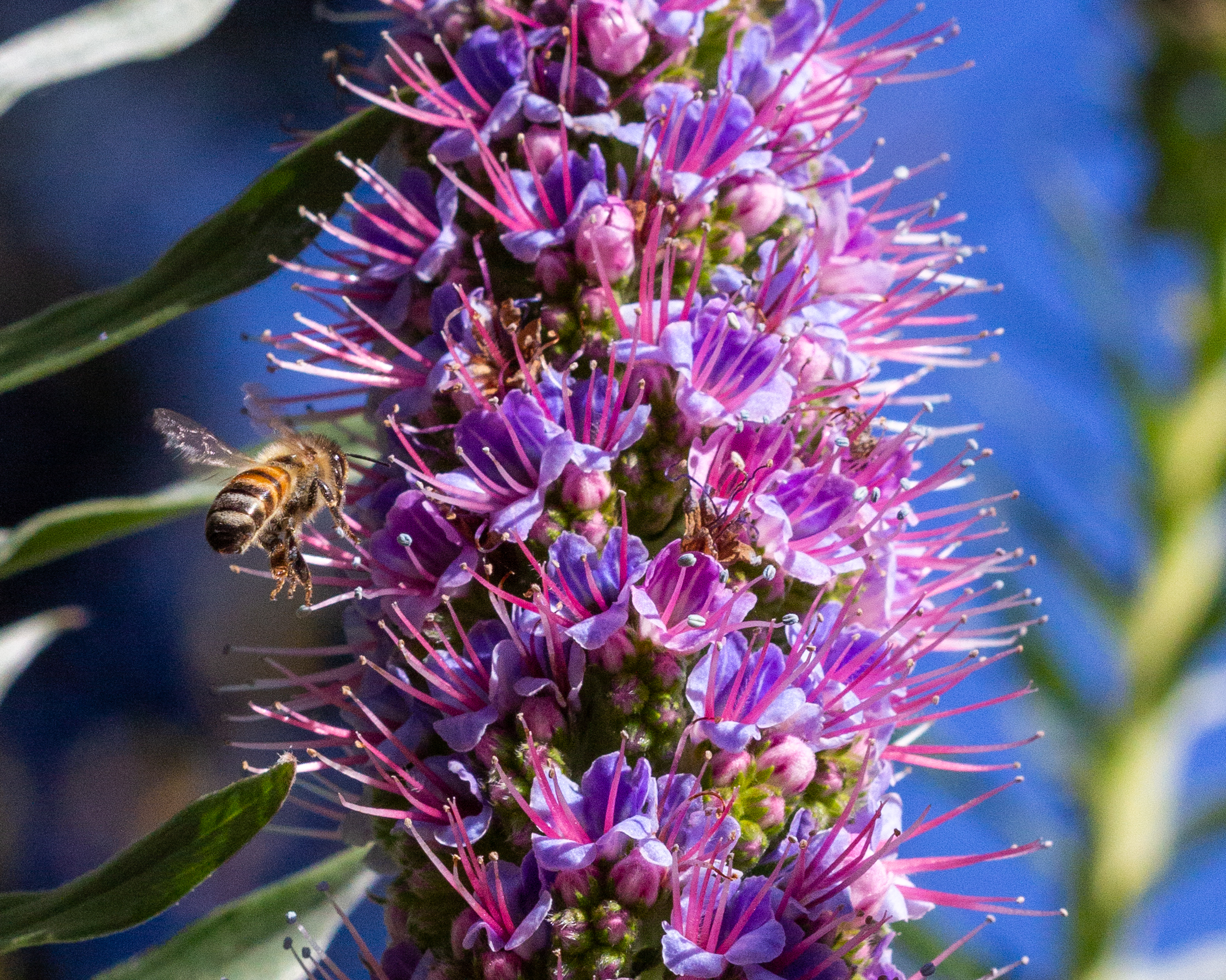 A photograph of a bee coming towards a flower to harvest the pollen.