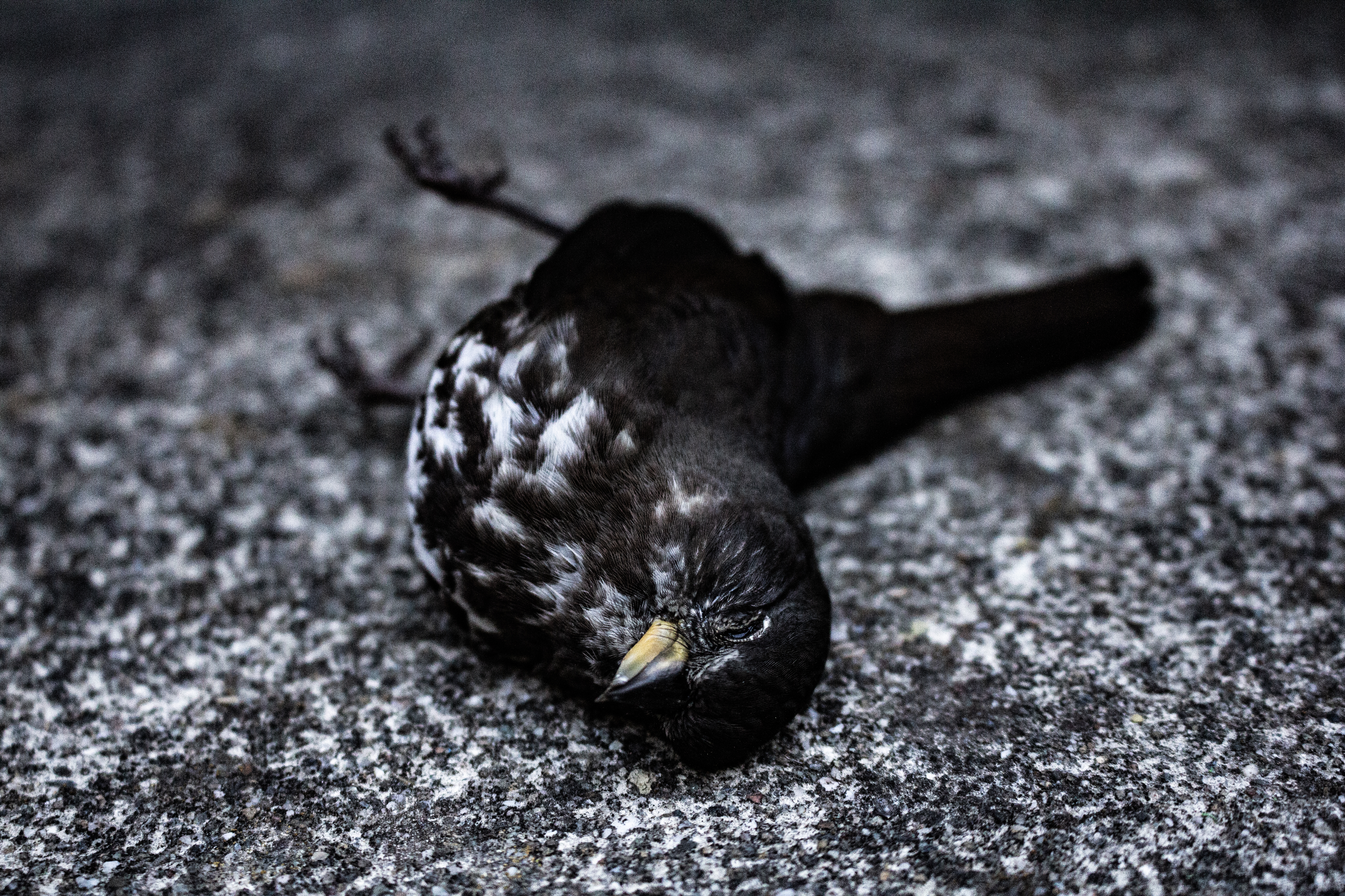 A photograph of a dead bird.