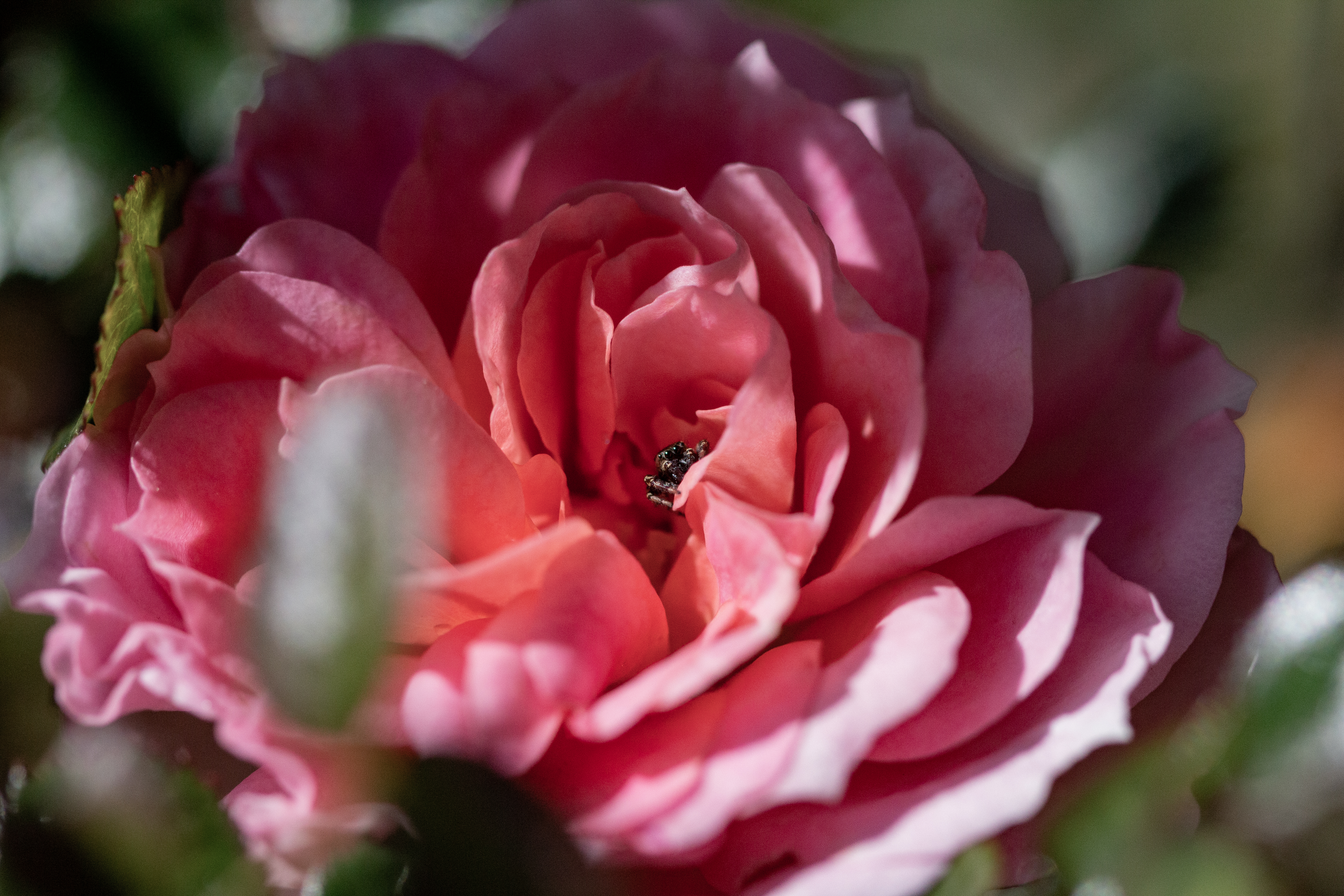 A photograph of a small spider living in luxury at the center of a rose.