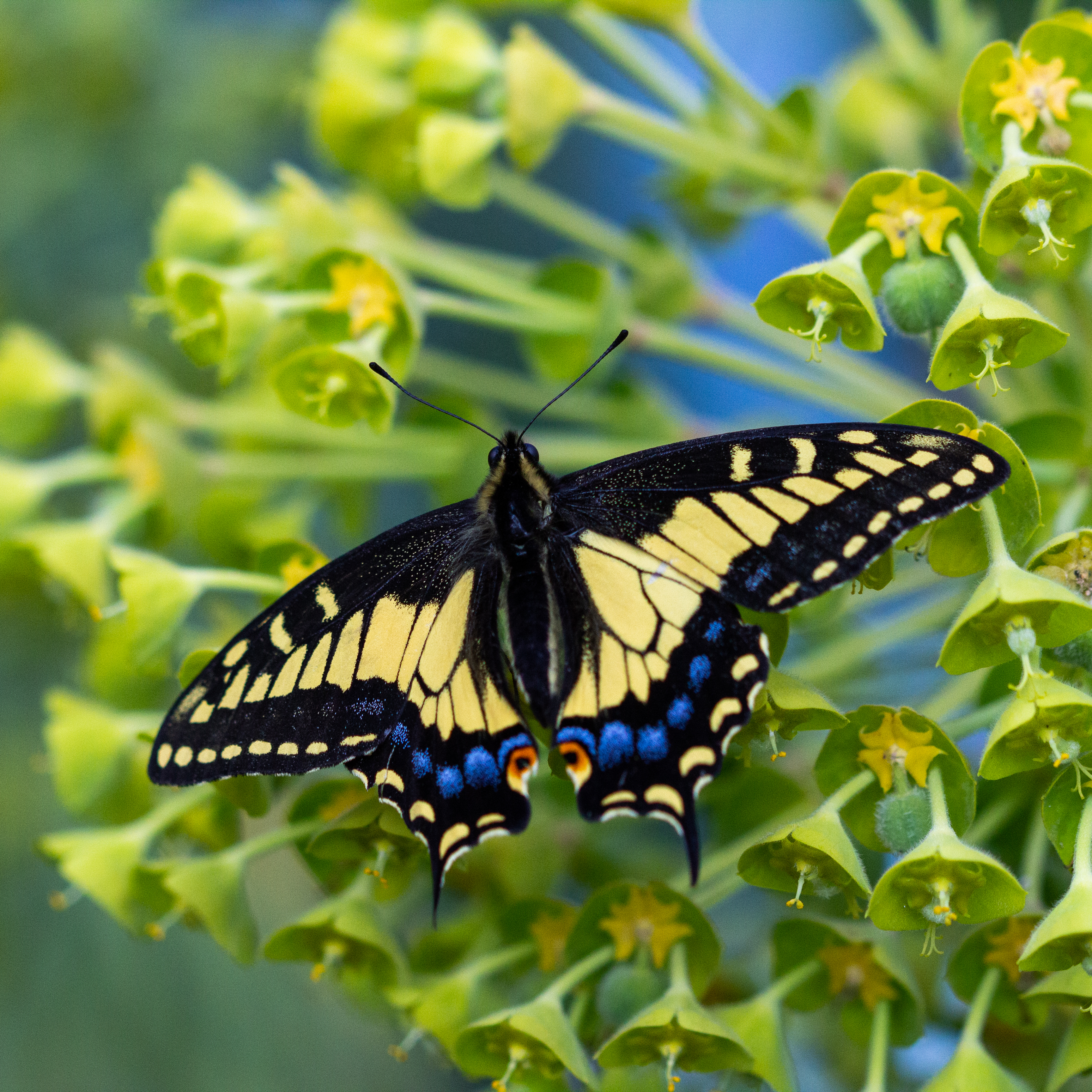 A photograph of a butterfly.