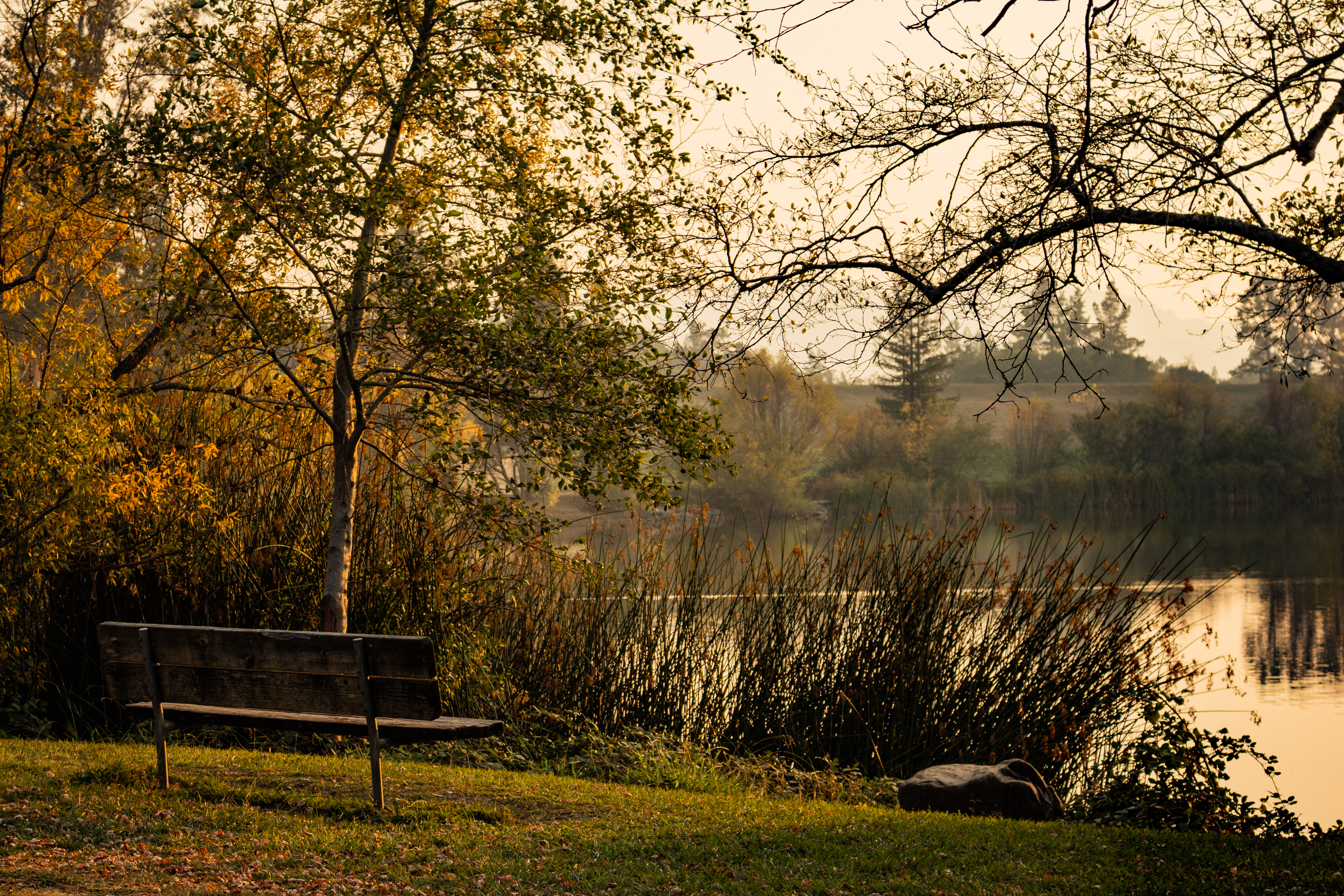 A photograph of a bench that overlooks a small lake, amongst the trees.