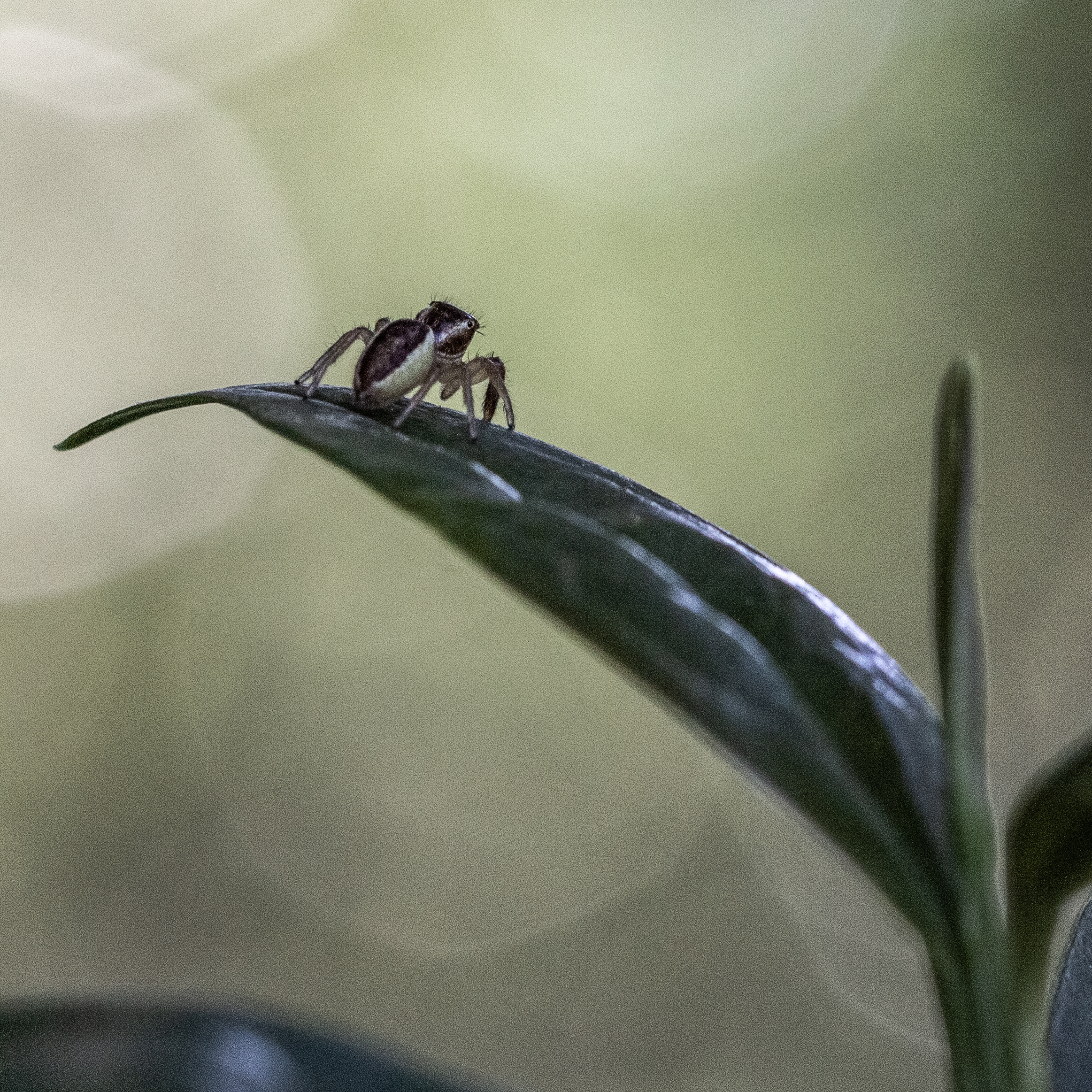 A photograph of a spider on a leaf overlooking a great vantage.