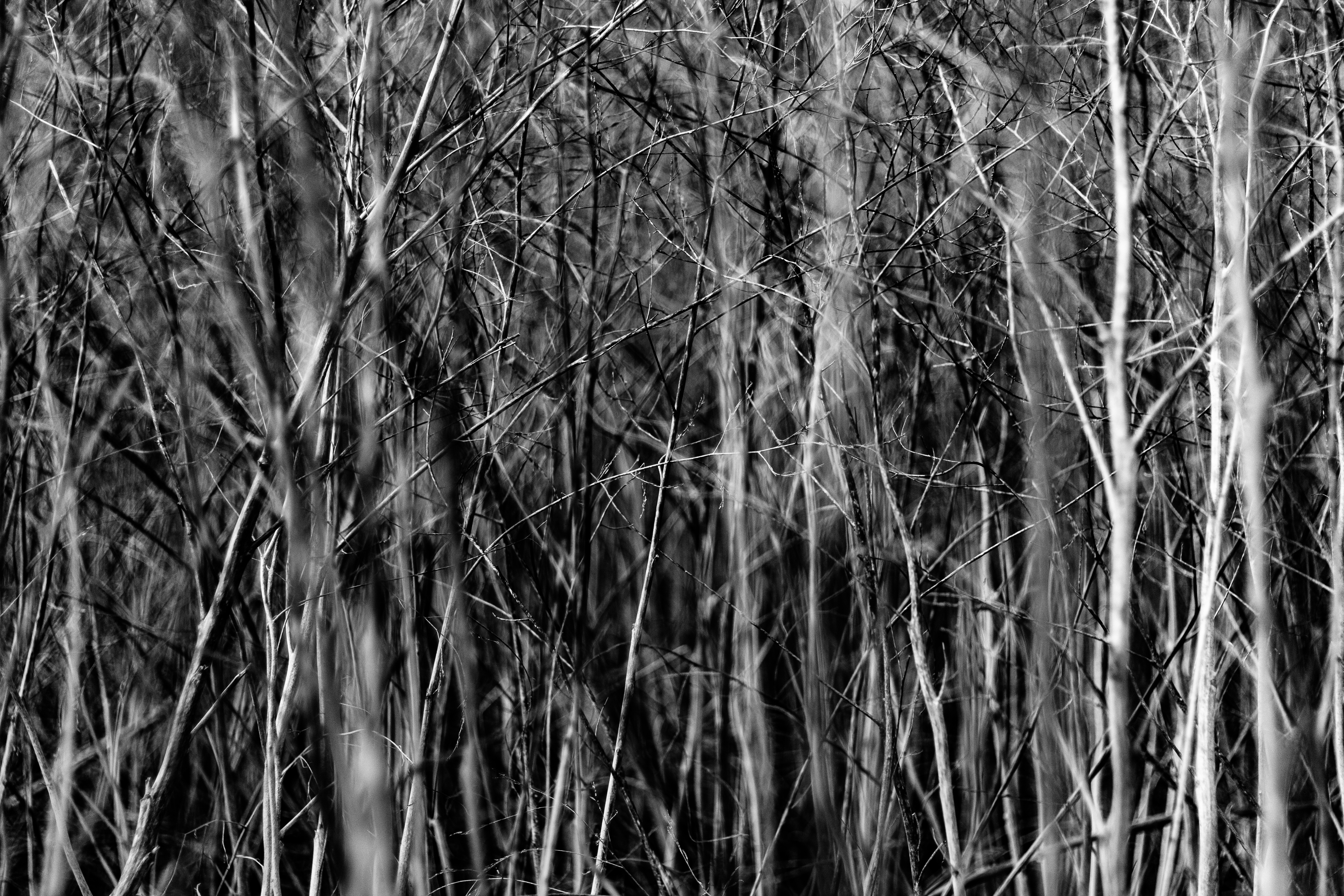 A photograph of some tall reeds.