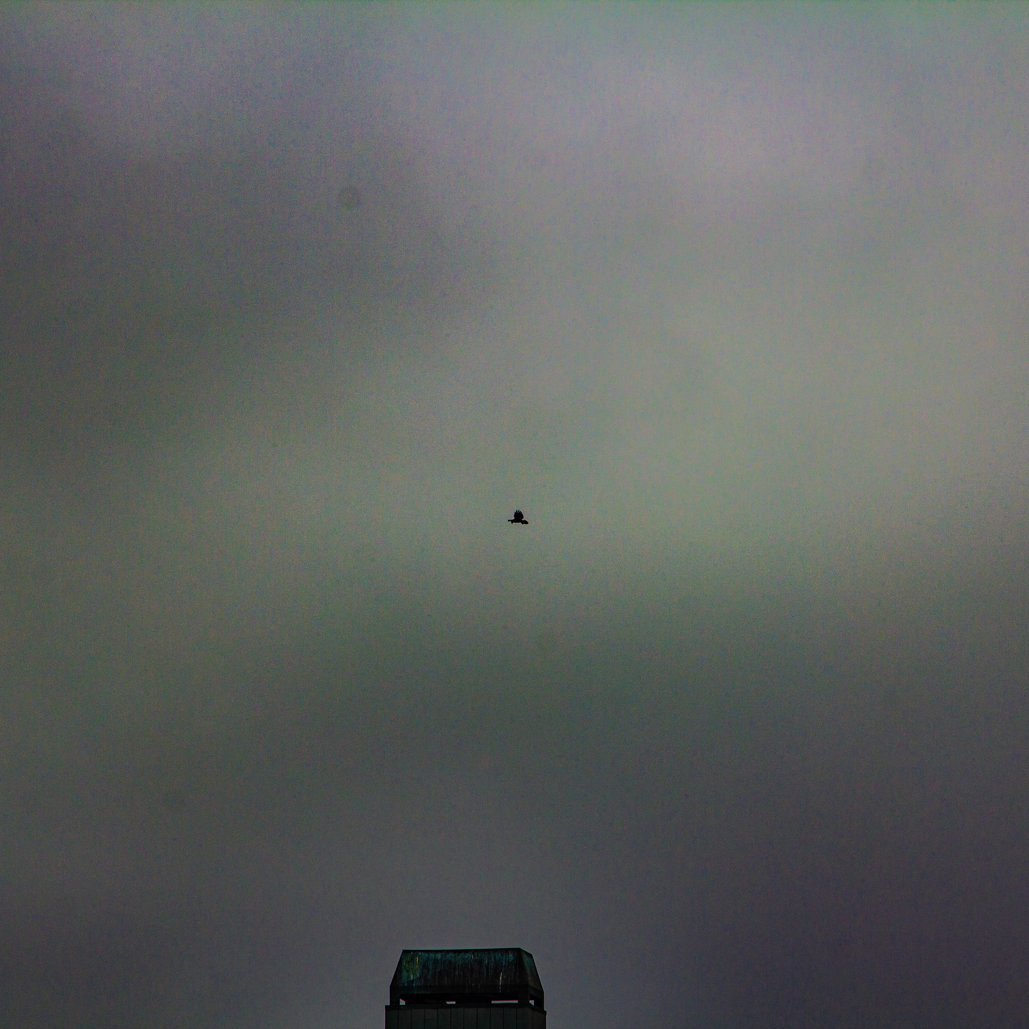 A photograph of a bird in the distance on an overcast day.