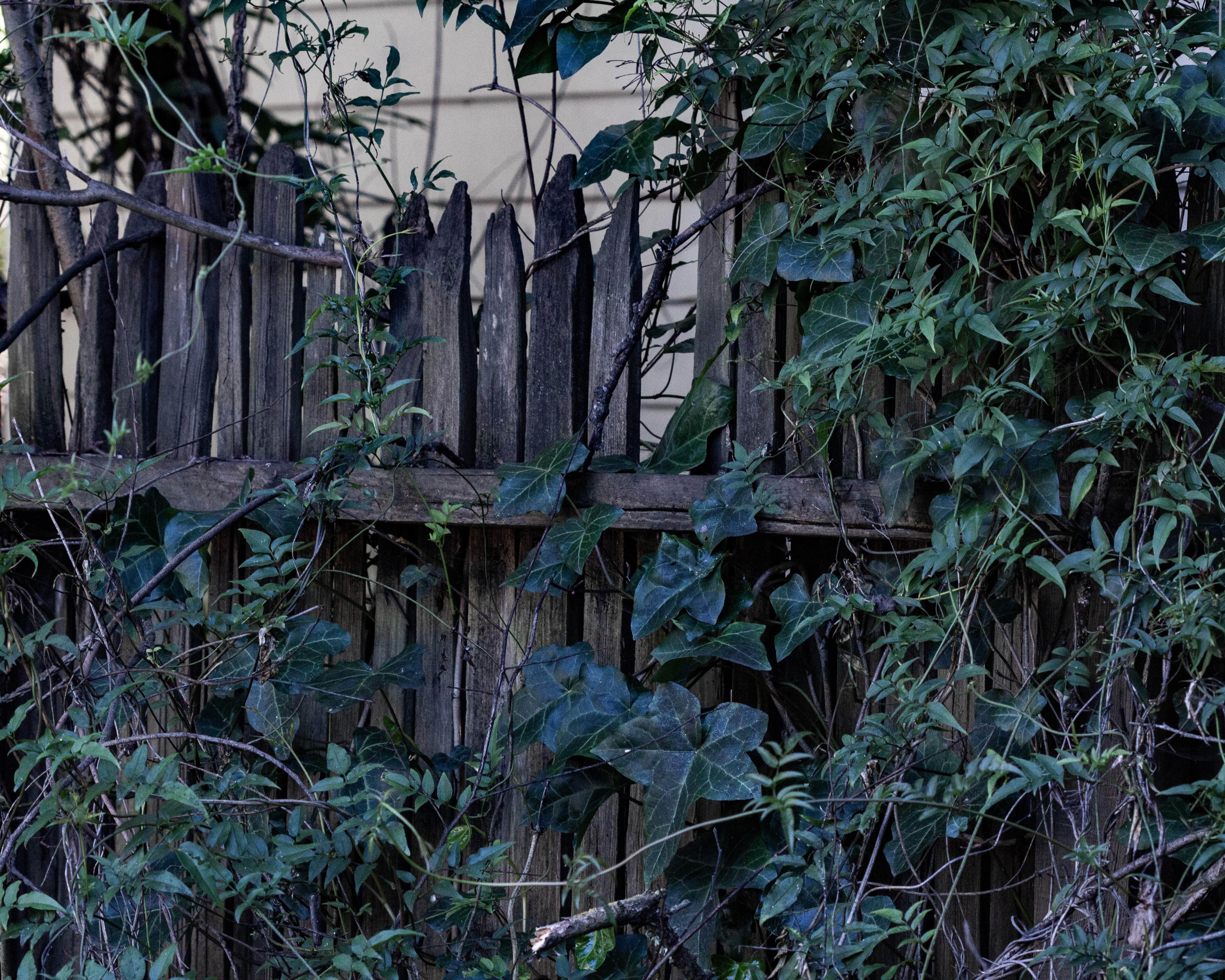 A photograph of a tangle of leaves on an old wooden fence.