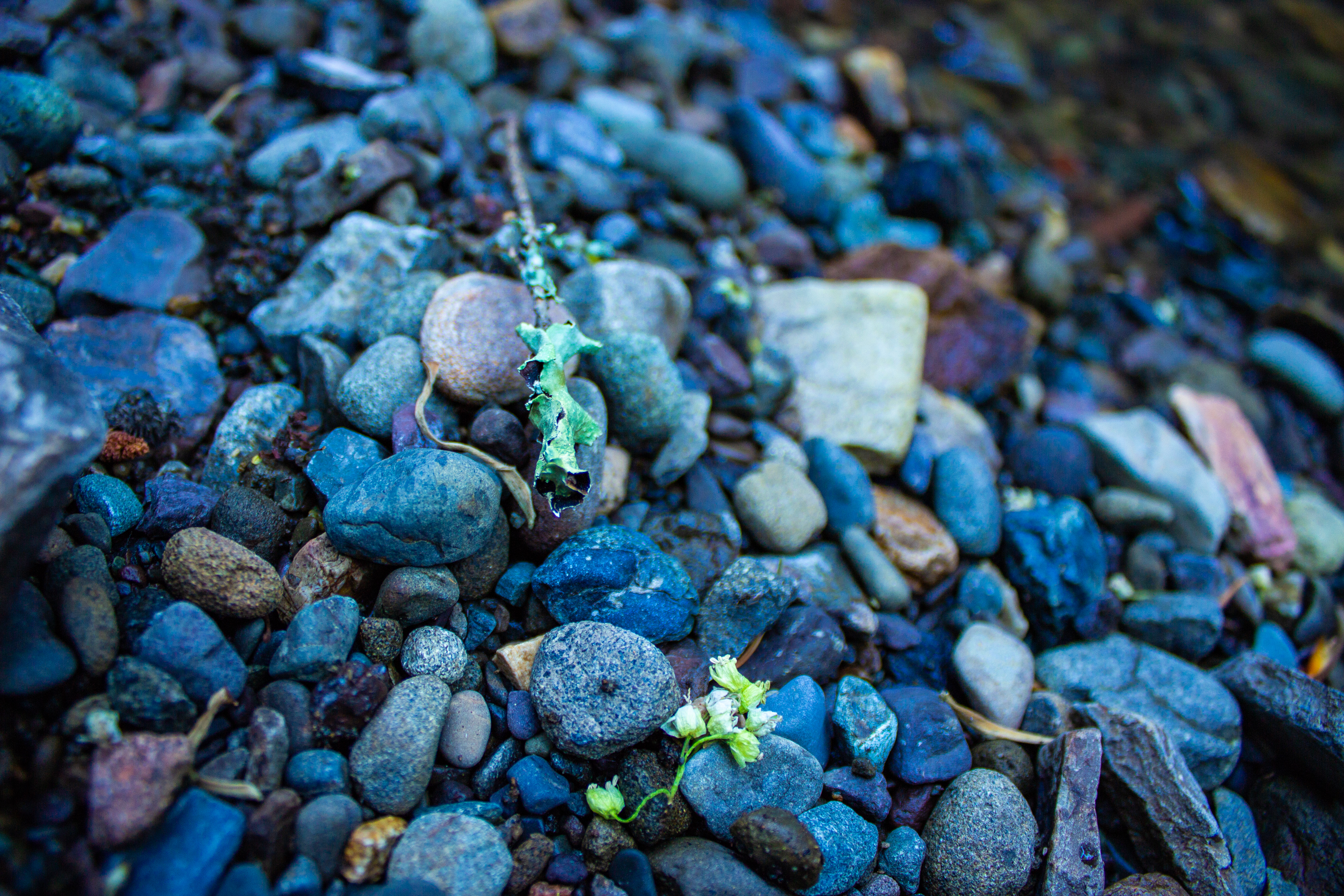 A photograph of some lichen on a stick amonst some river stones.