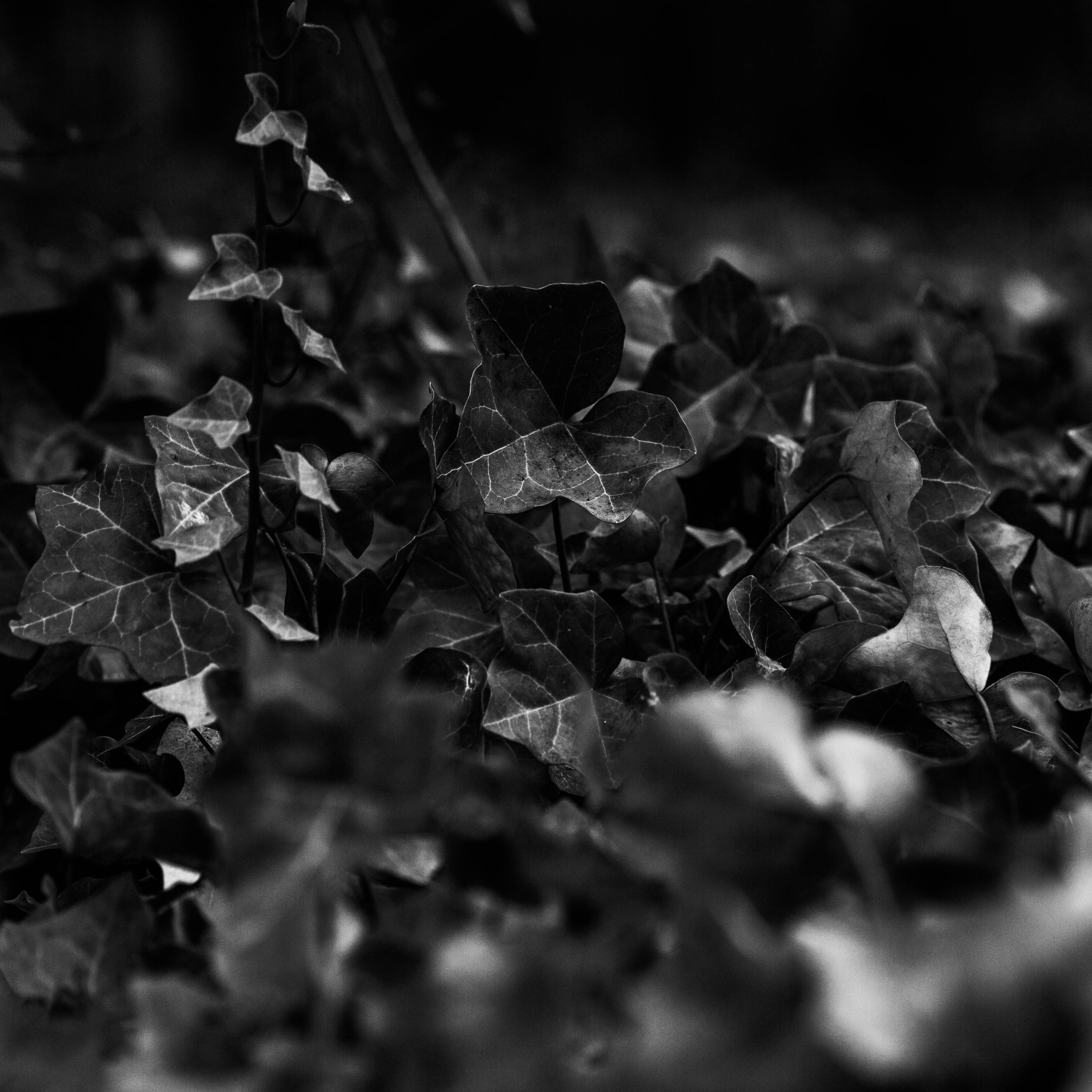 A photograph of some ivy.