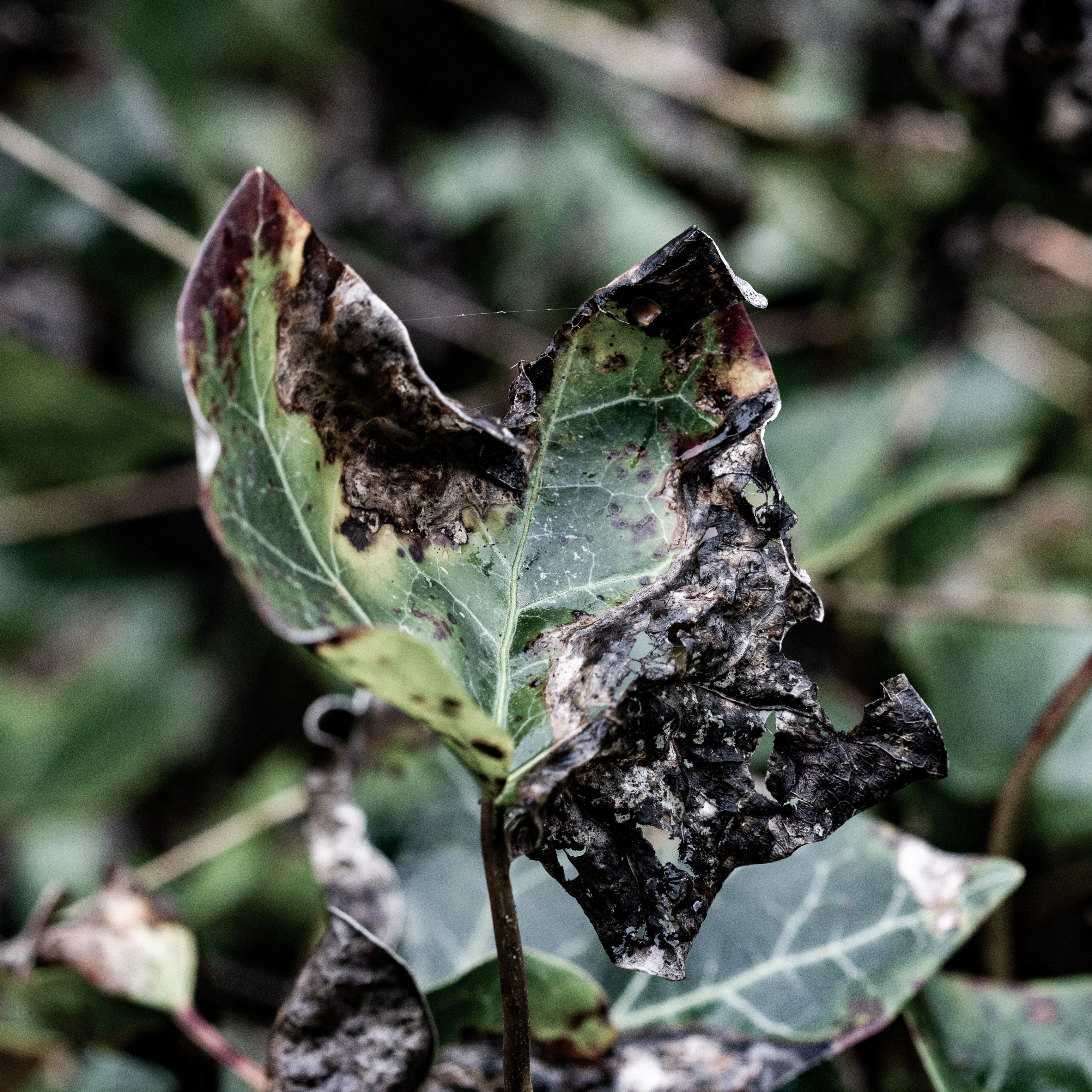 A photograph of some rot on an ivy leaf.