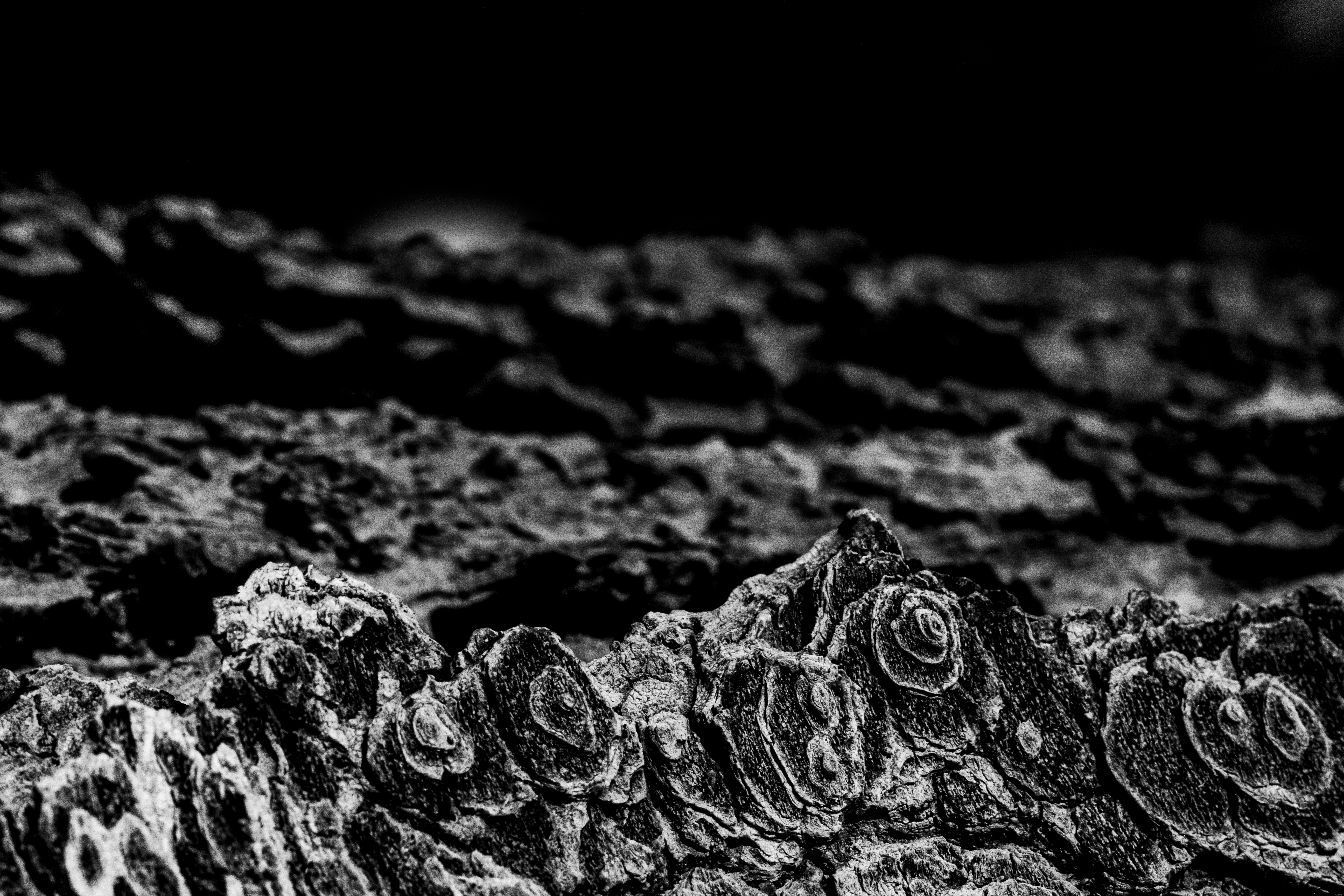 A photograph of the ridges in a tree's bark.