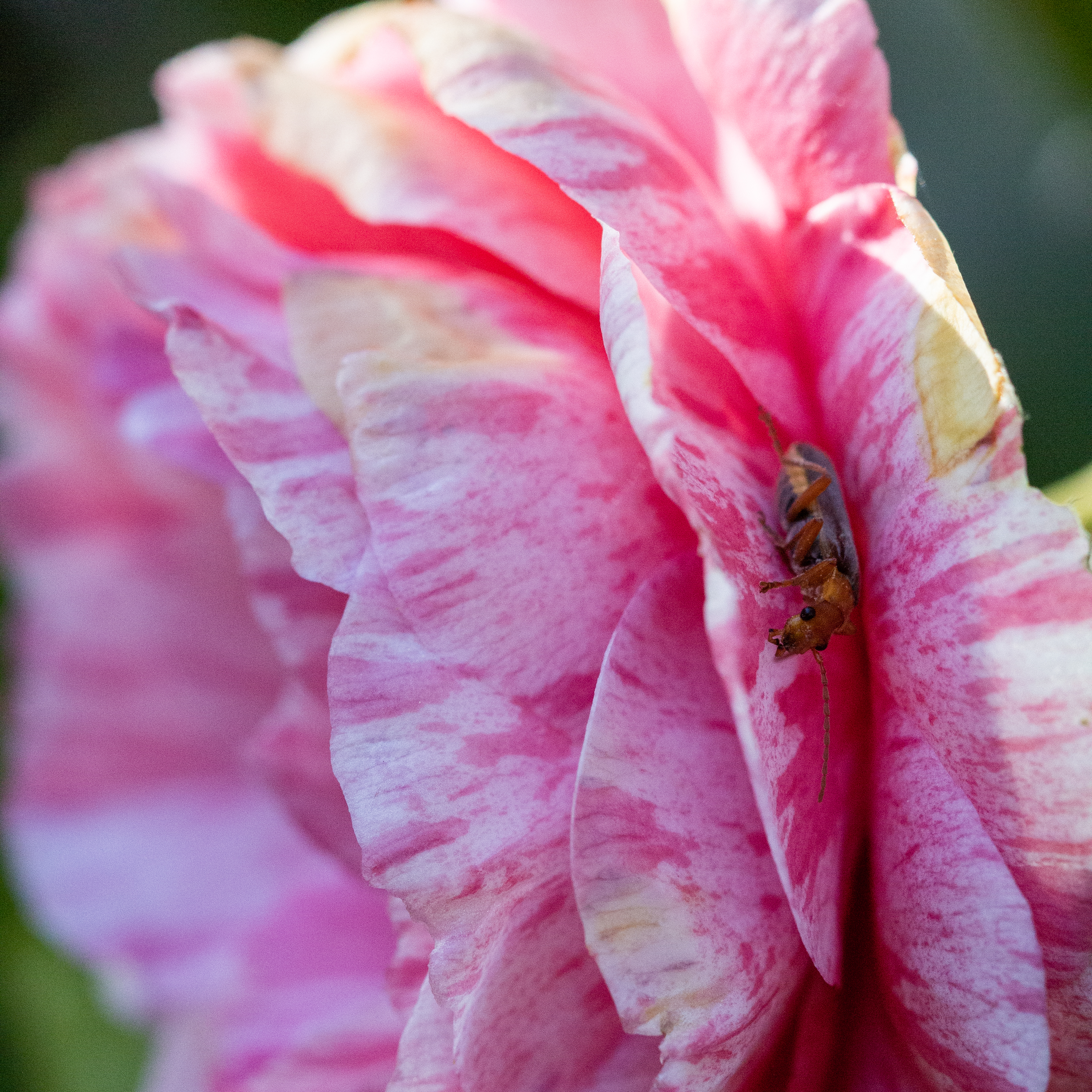 A photograph of a bug on a rose.