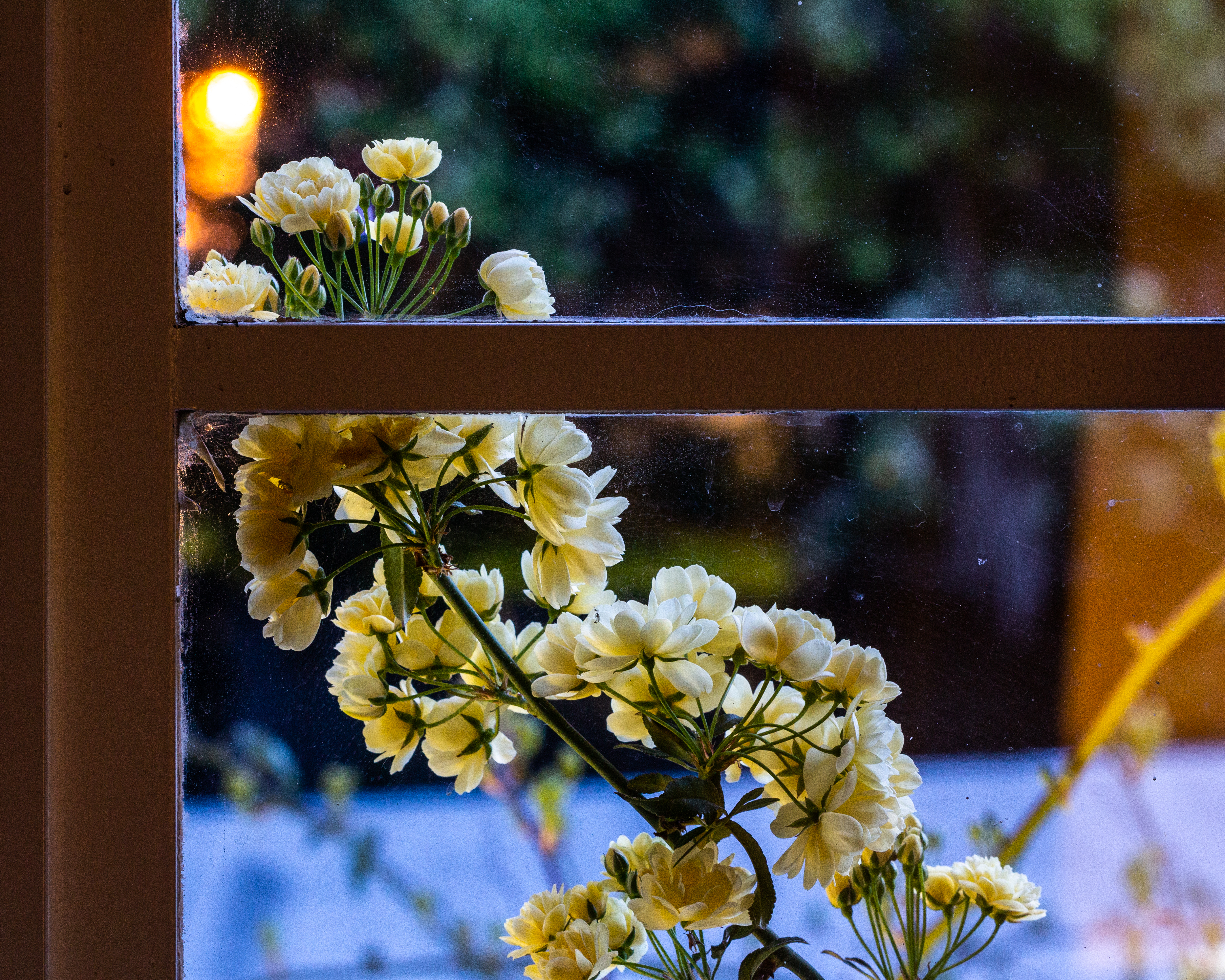 A photograph of some blooming flowers outside a window.