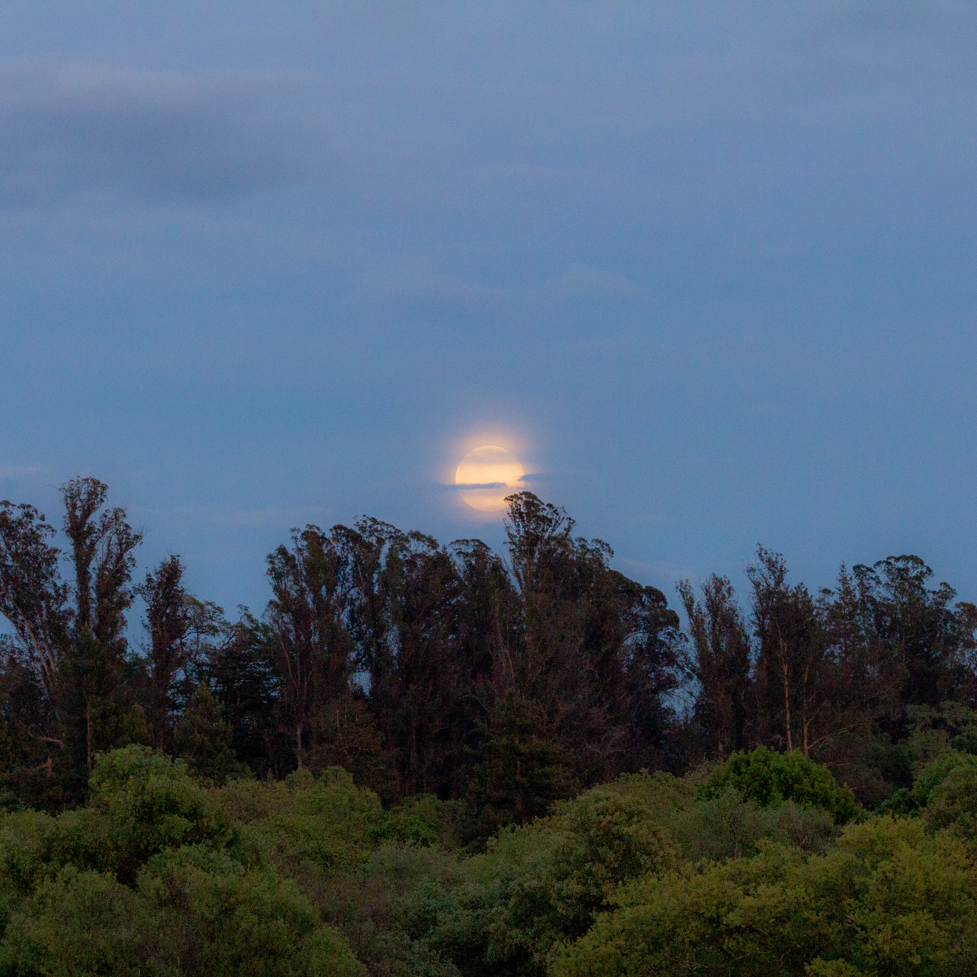 A photograph of the moon behind some light clouds and above some dark trees.