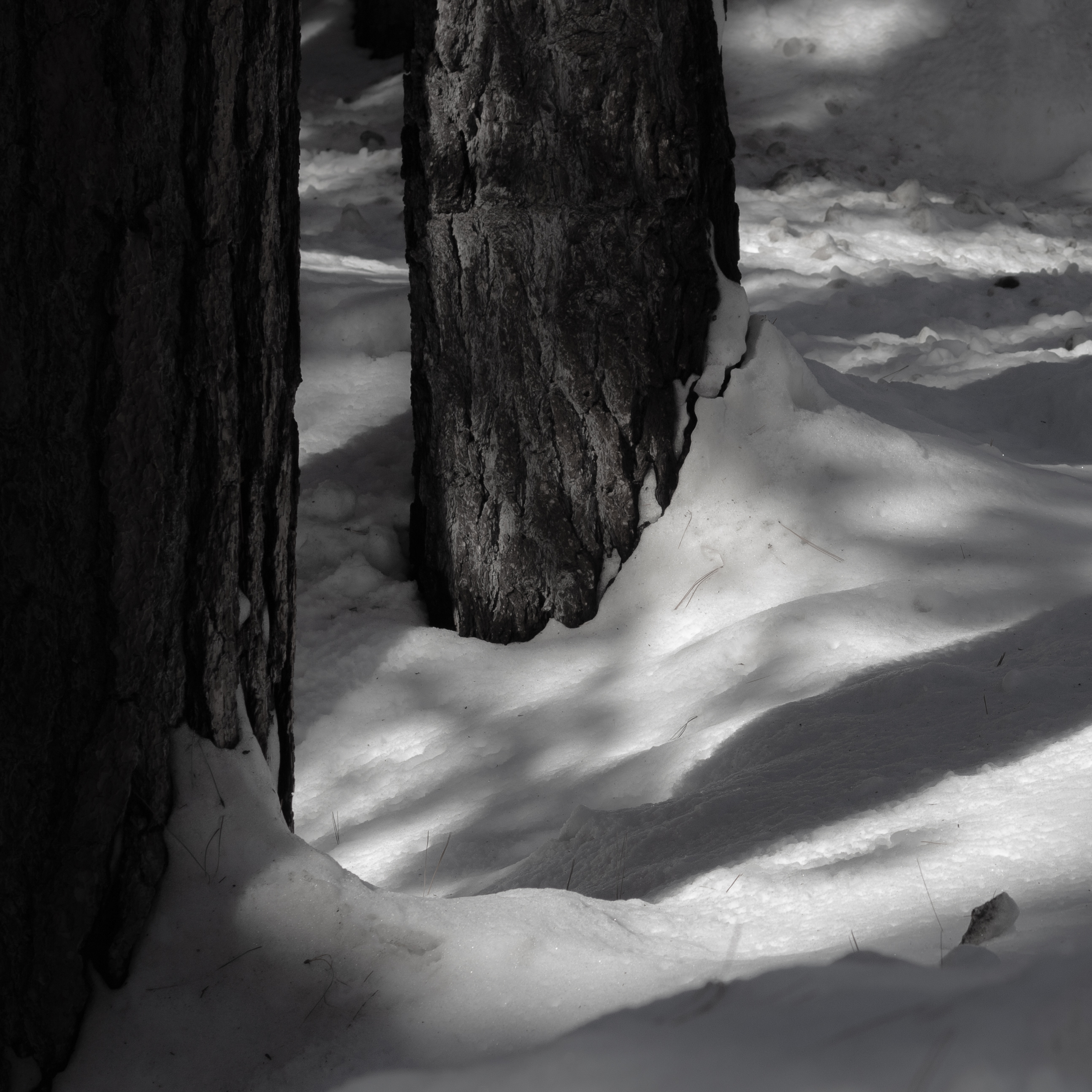 A photograph of some tree trunks in the snow.
