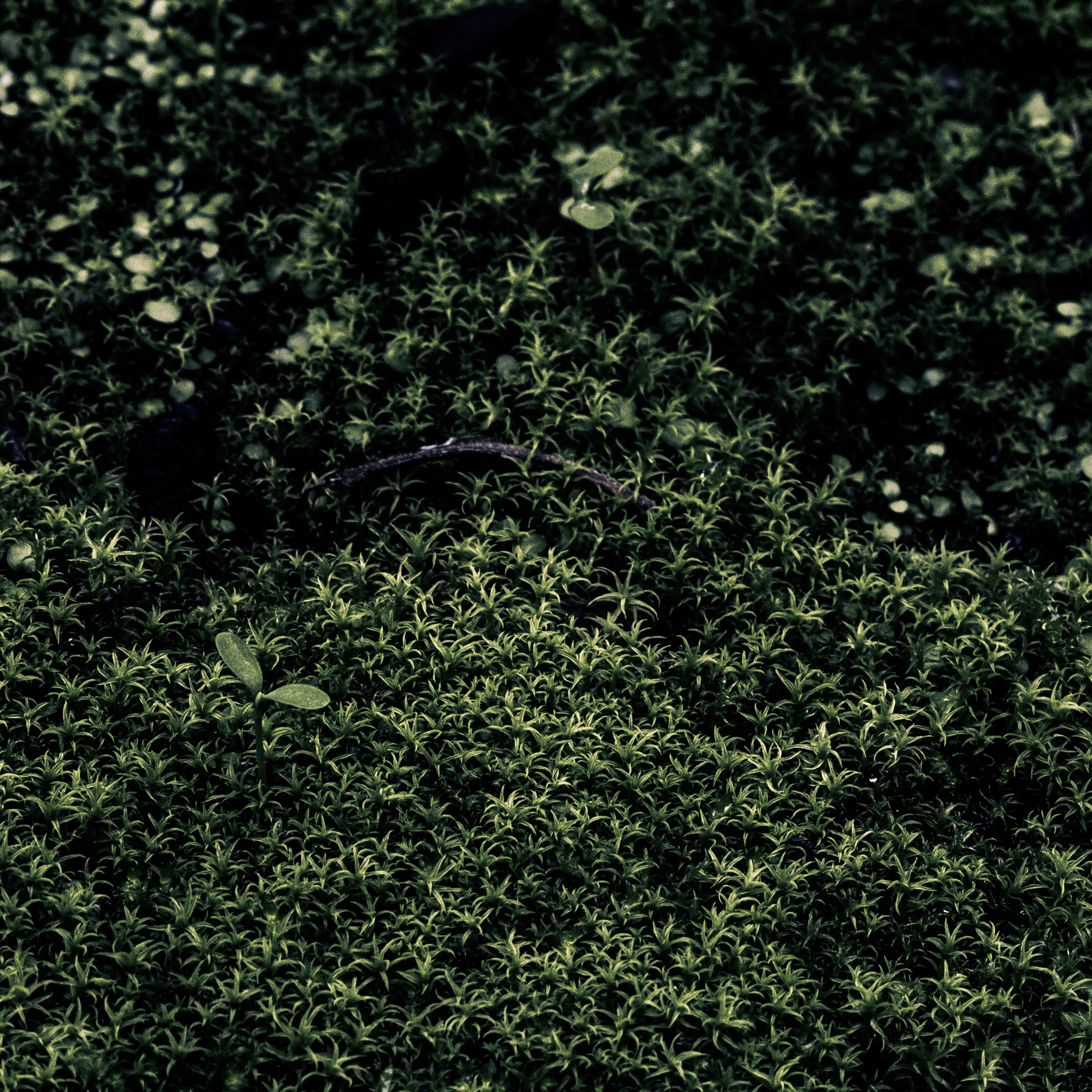 A photograph of many small plants sprouting.