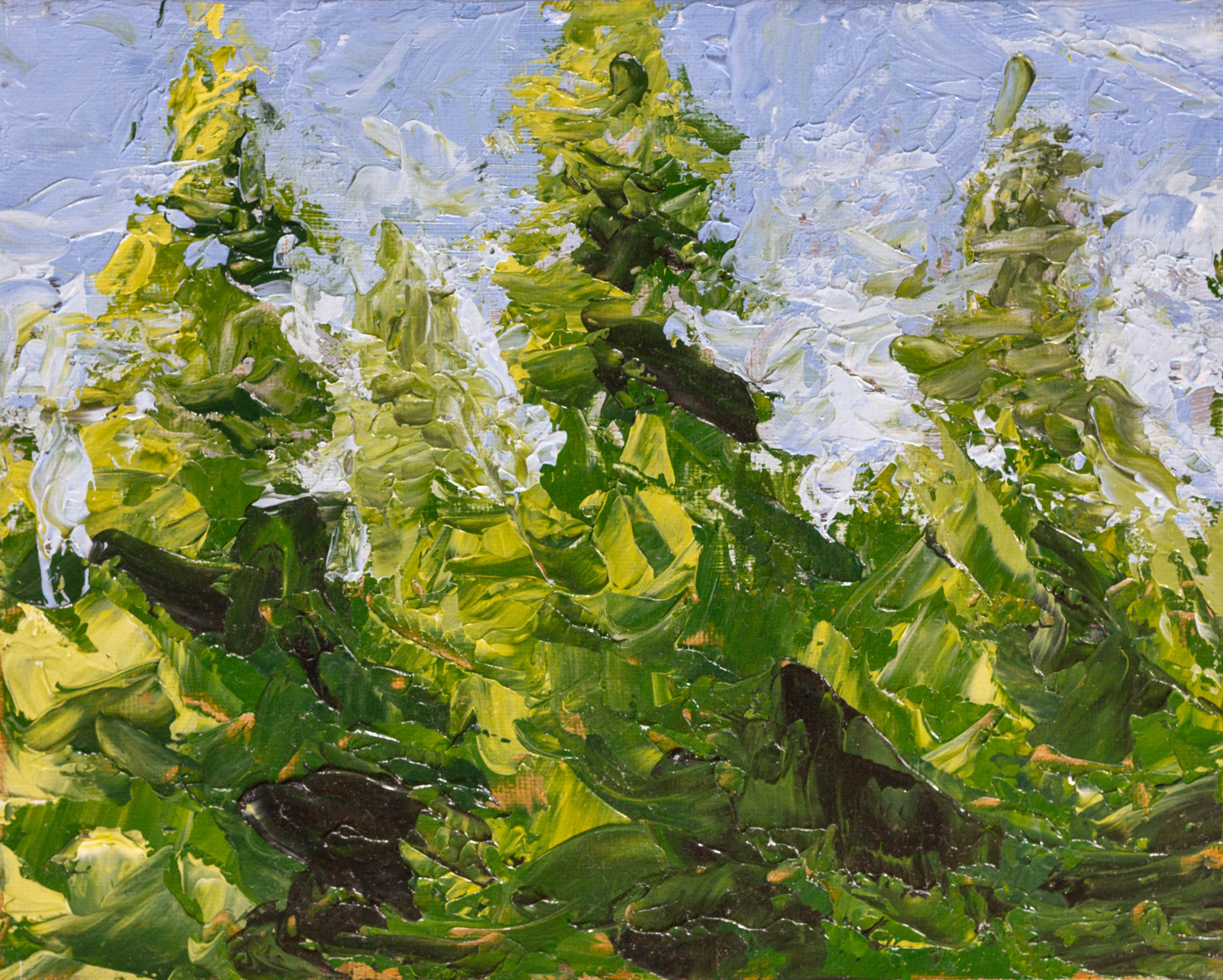 A painting of some tall evergreen trees on a sunny day.