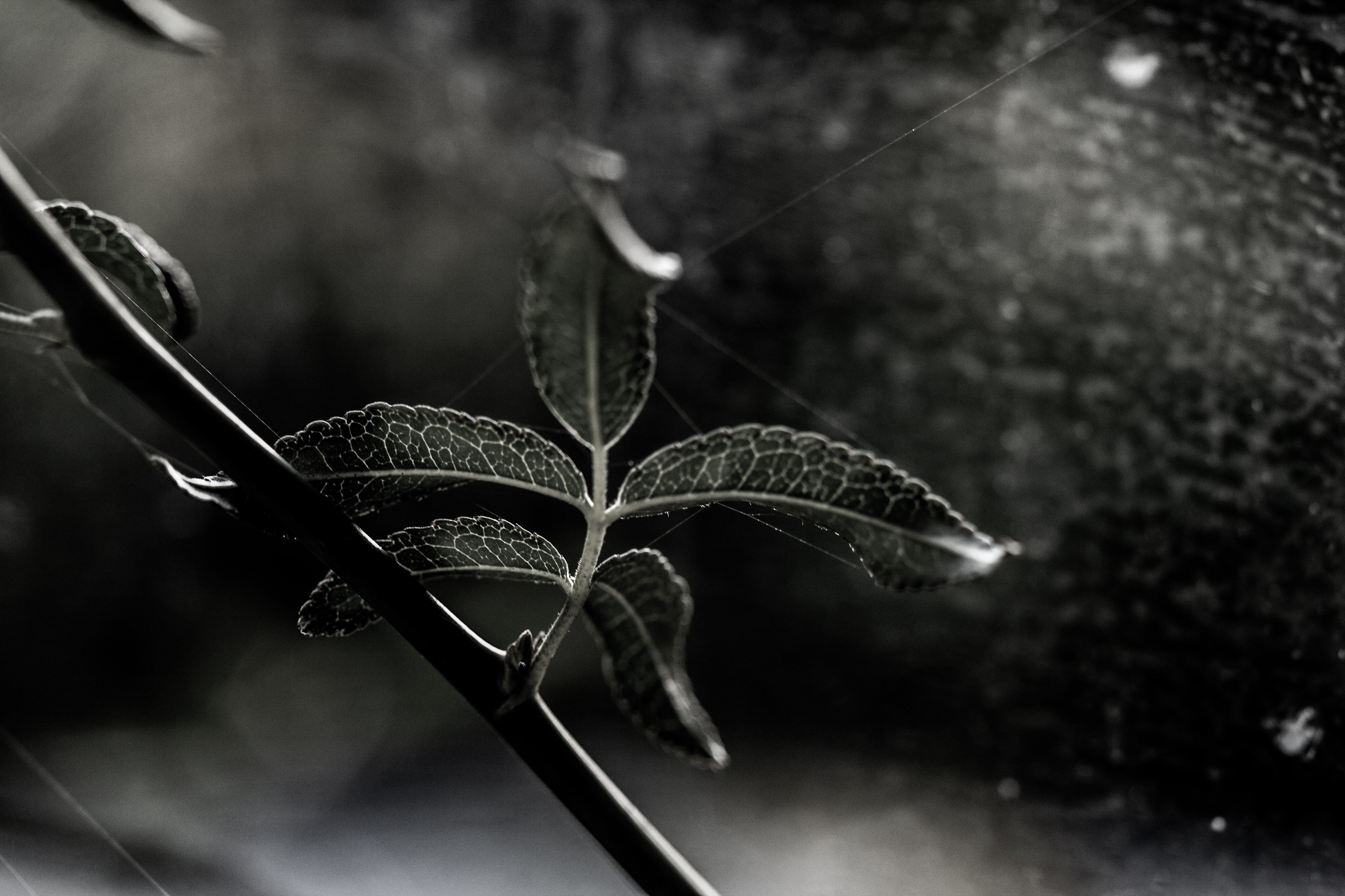 A photograph of some leaves coming from a branch.