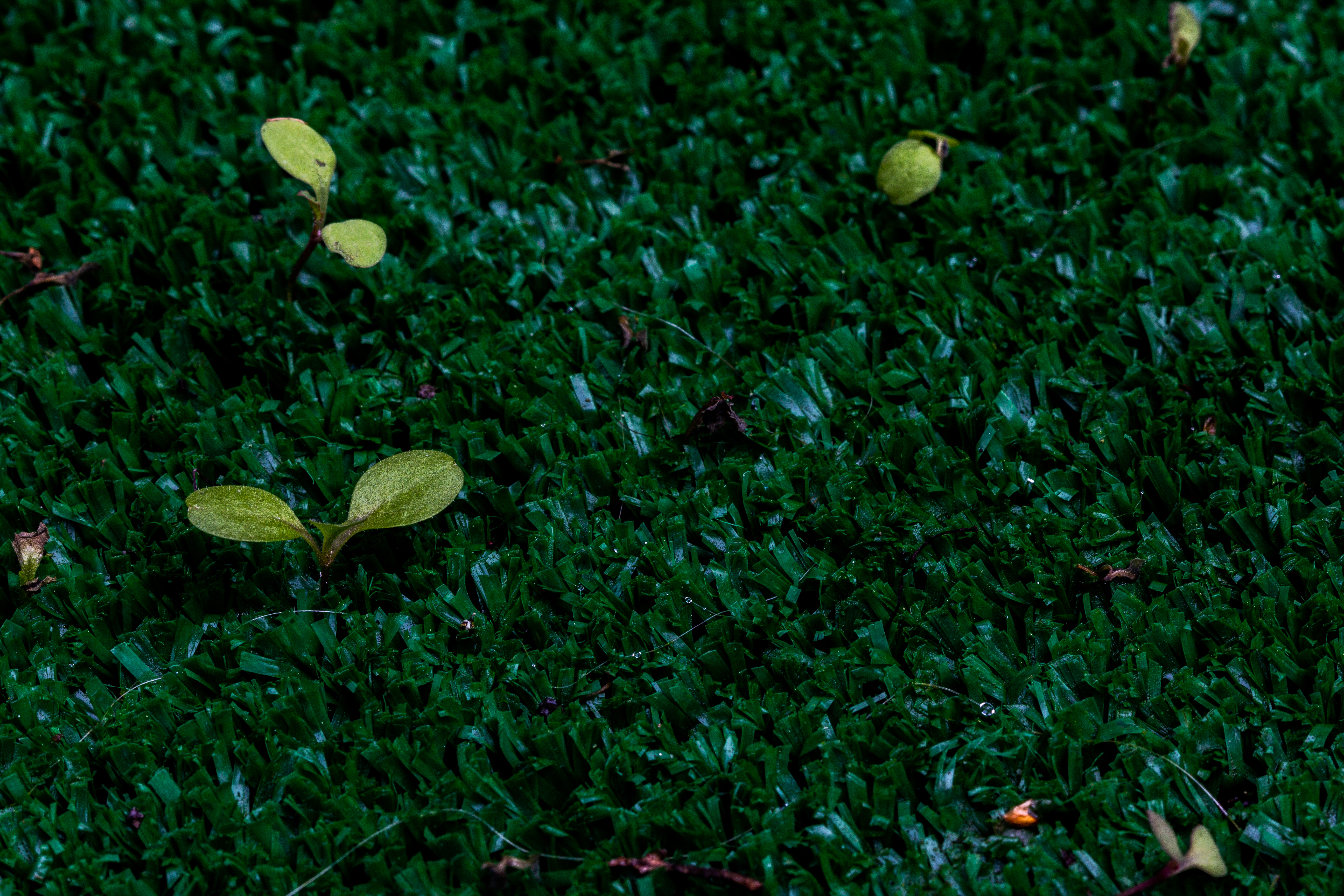 A photograph of some fake turf grass, with some live plants sprouting out of it.