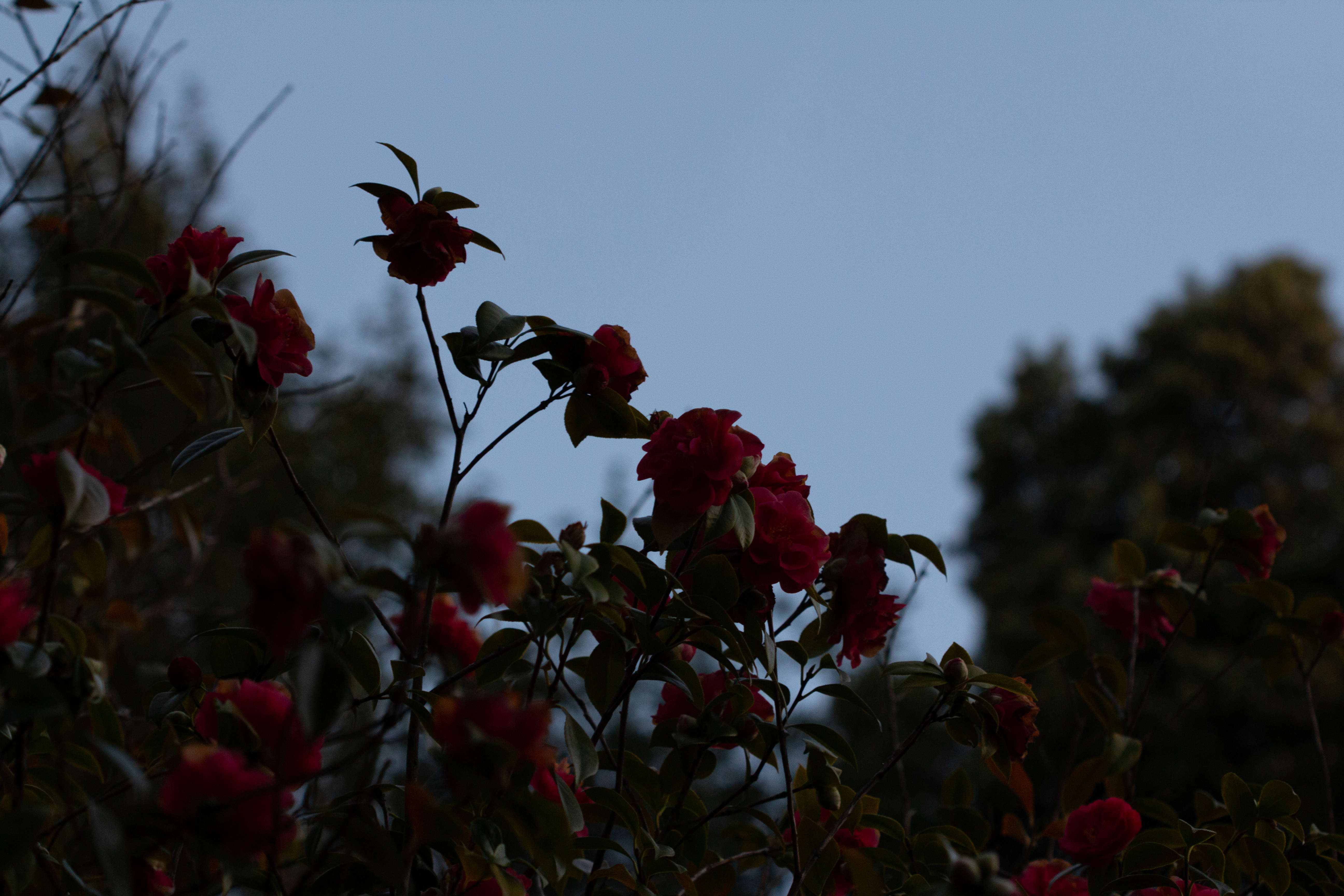 A photograph of some flowers after sunset.