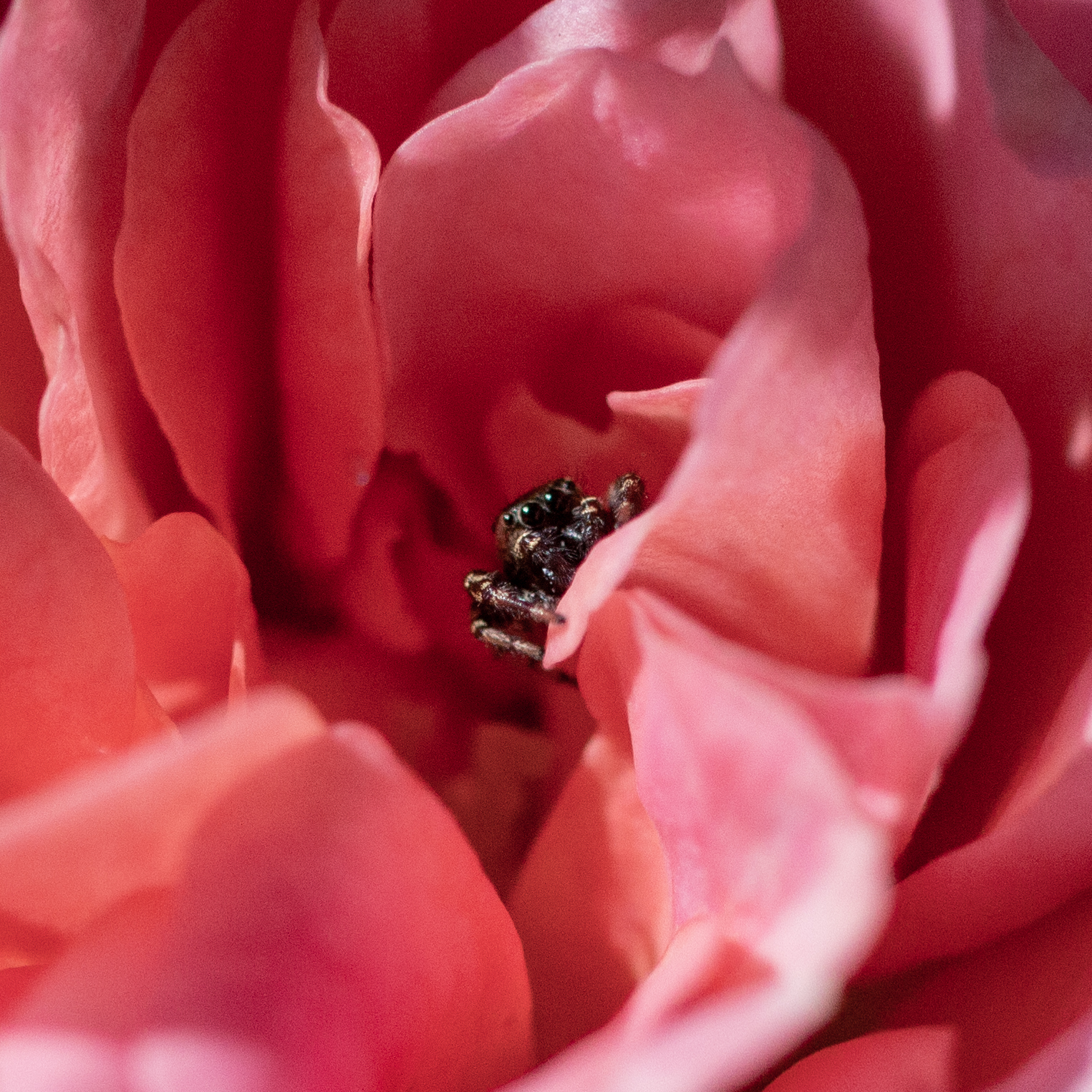 A close up photograph of a small spider living in luxury at the center of a rose.