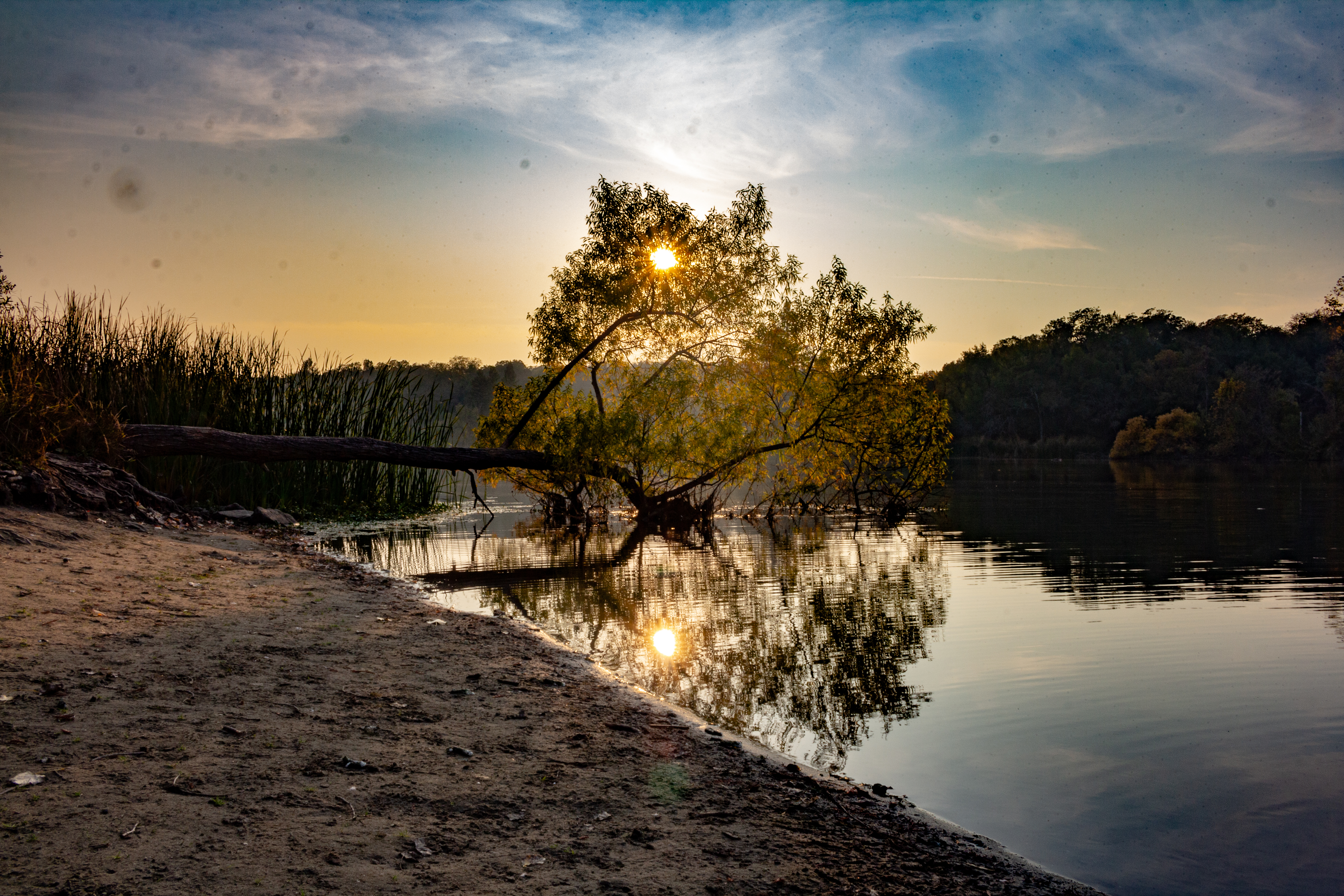 A photograph of a tree half submerged in a lake.