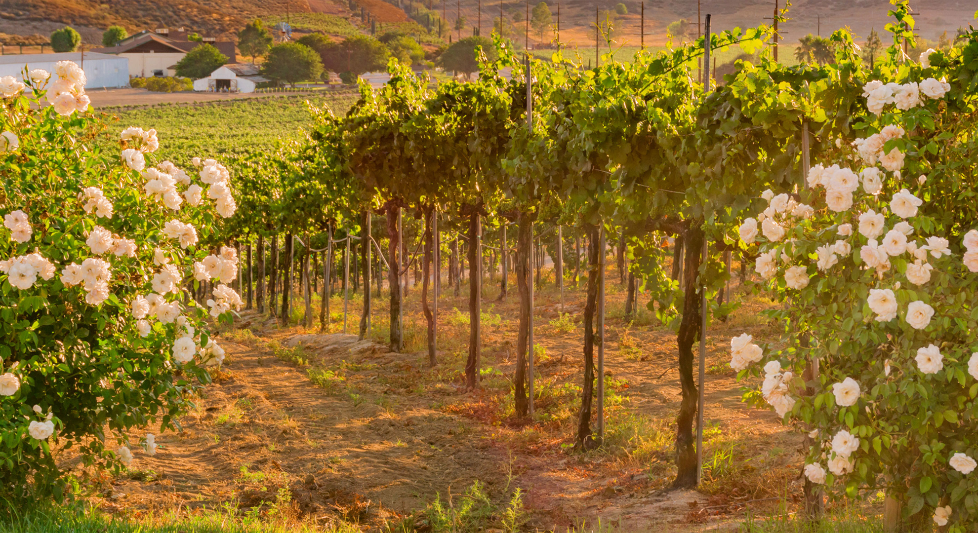 italy vineyard images