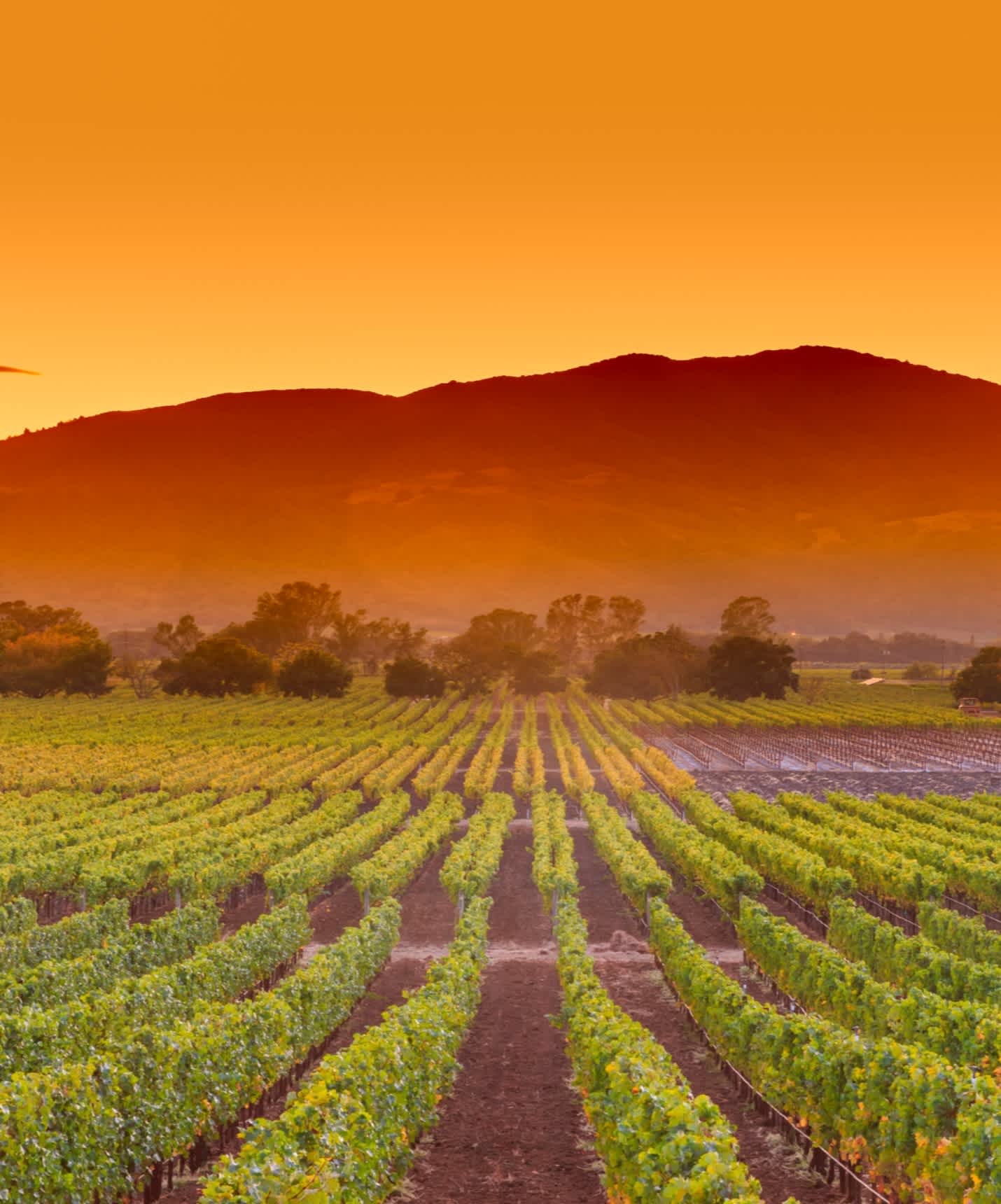 Napa Valley Wine Tour