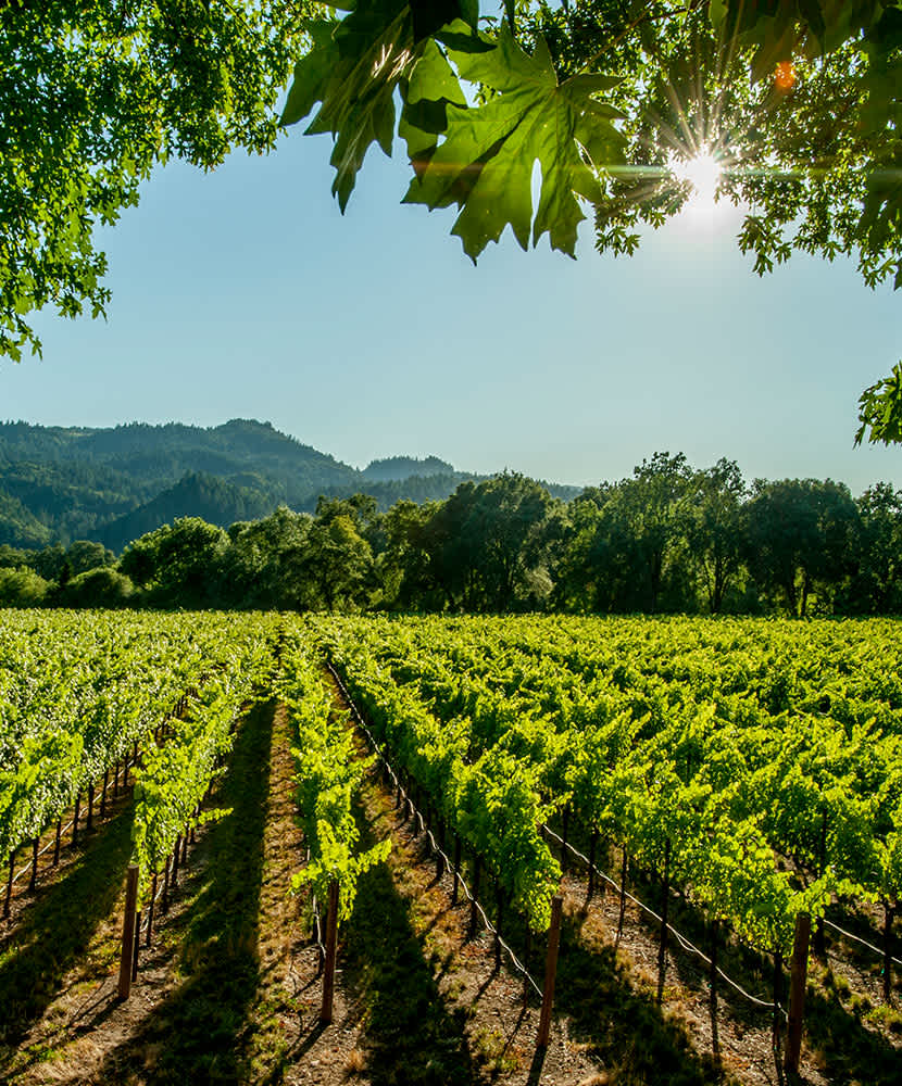 Scenic view of a vineyard in Napa Valley with the sun shining through the leaves