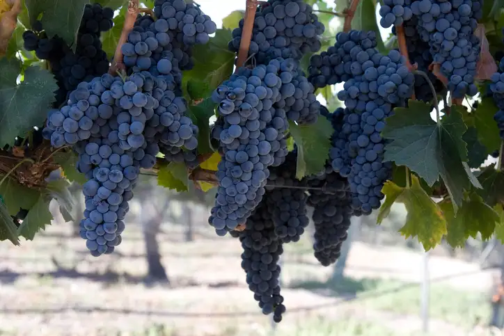 blue grape clusters hanging from vines ready to be harvested from a California vineyard.