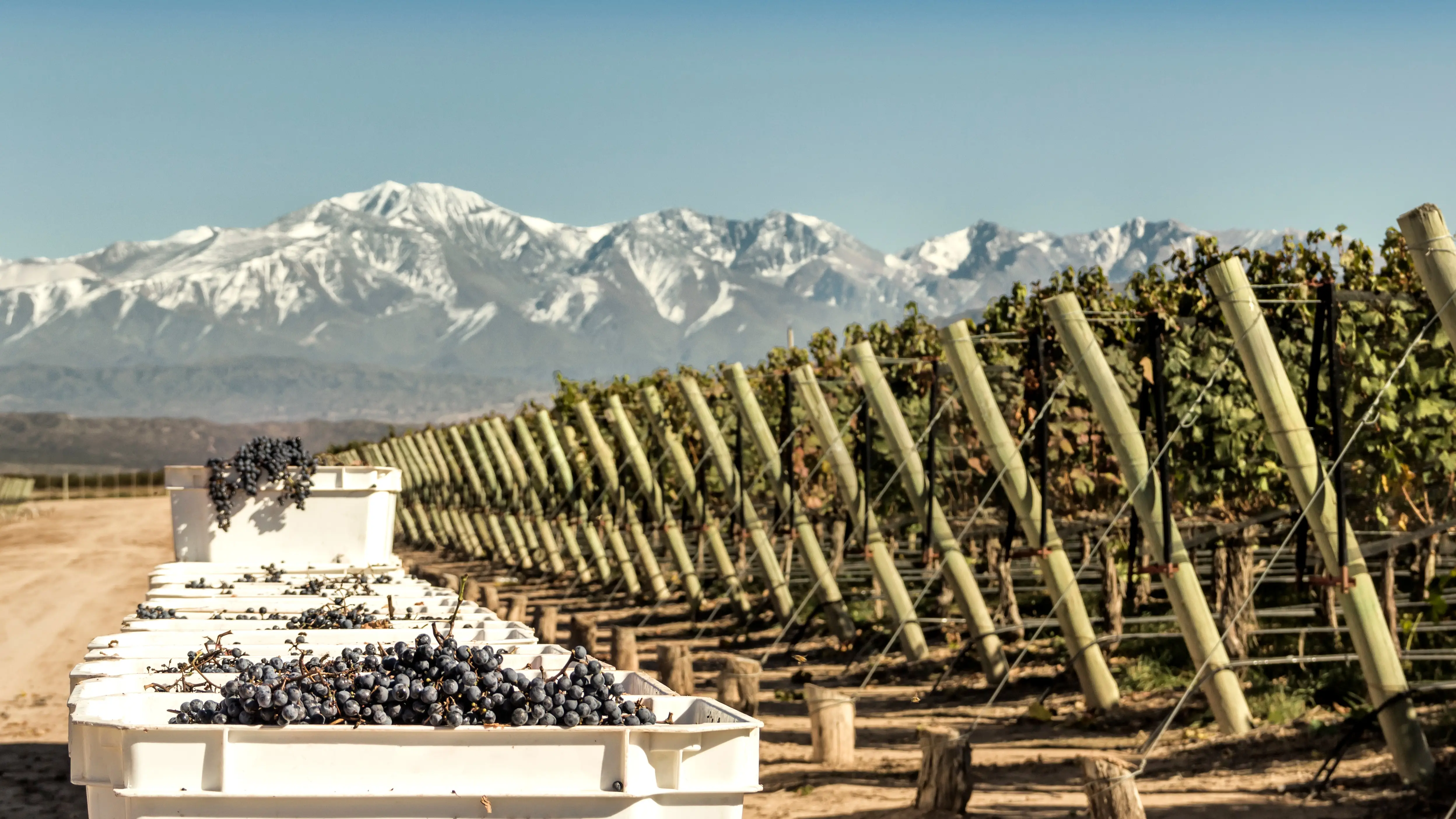 Mendoza, Wine Region, Andes Mountains, Malbec