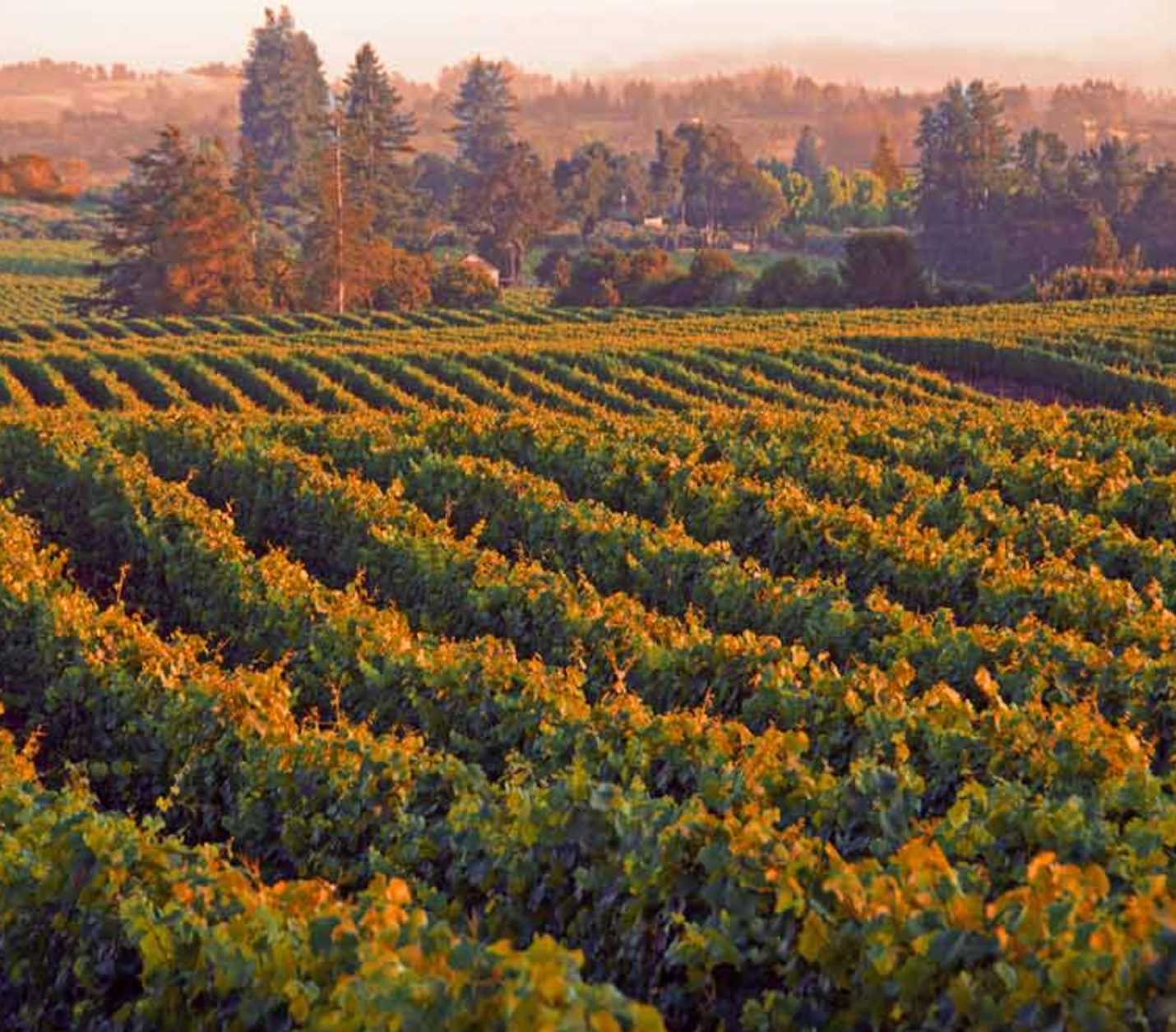 Russian River Wine Tour