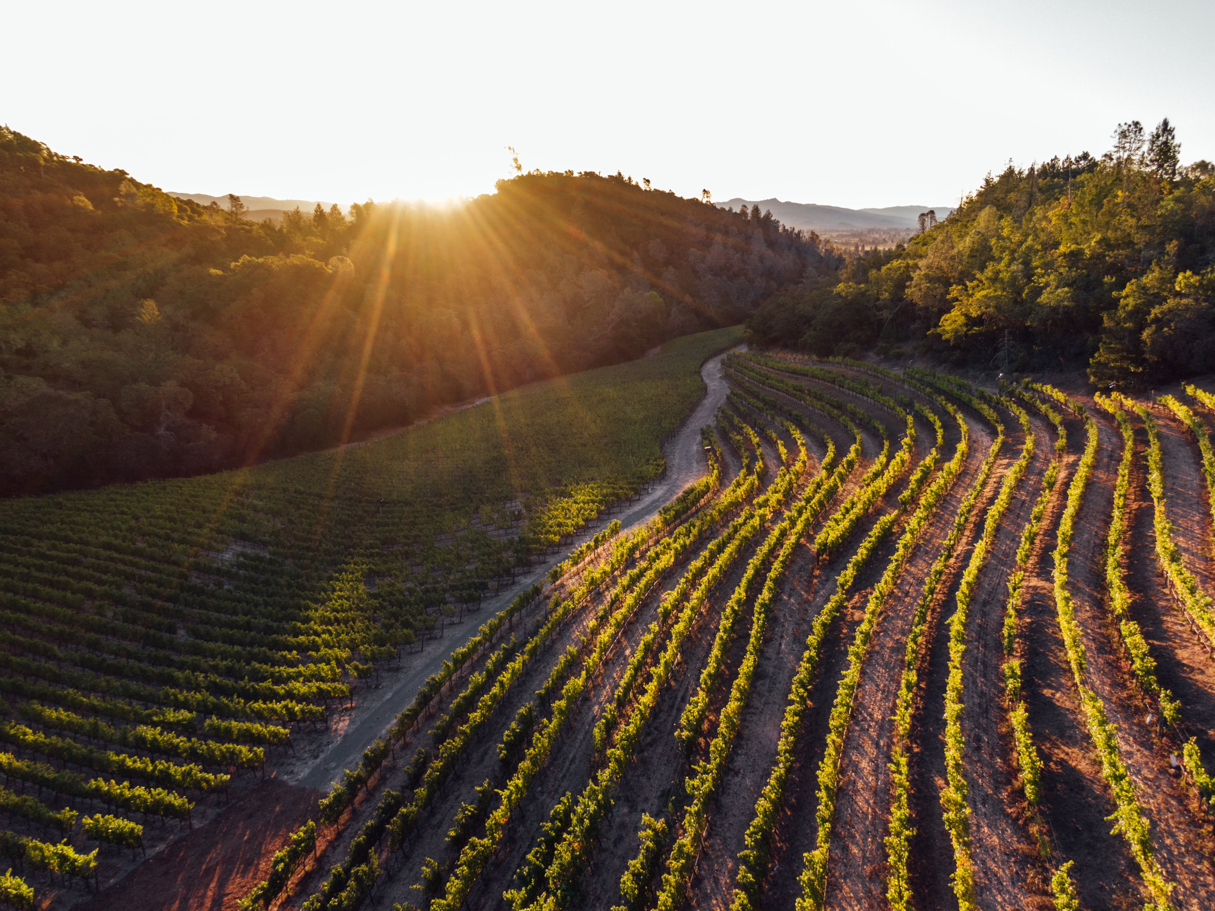 Campos Family Vineyard - Products - Rocks brumate