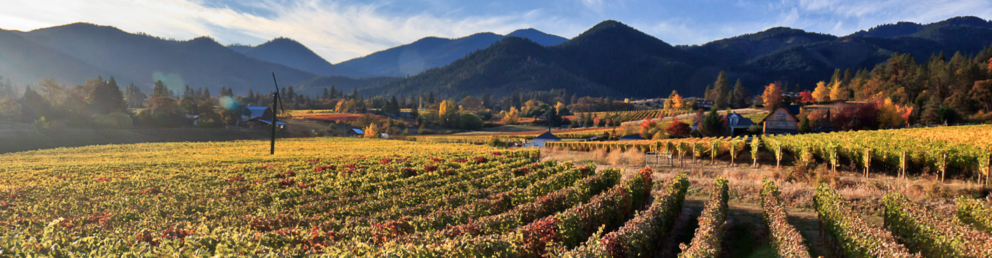 Landscape of Willamette Valley's vineyard and mountains.
