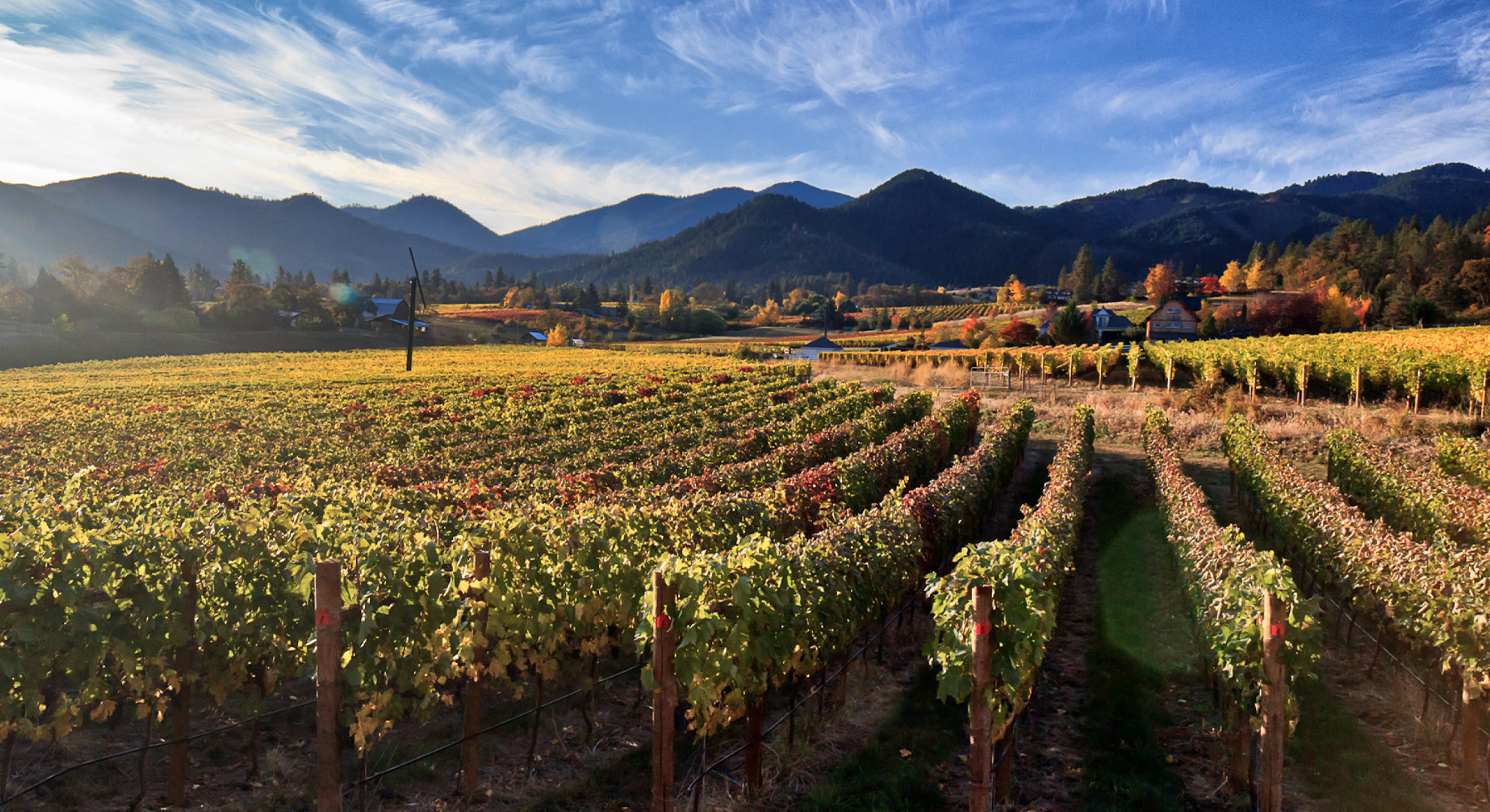 Paysage du vignoble et des montagnes de la vallée de Willamette.