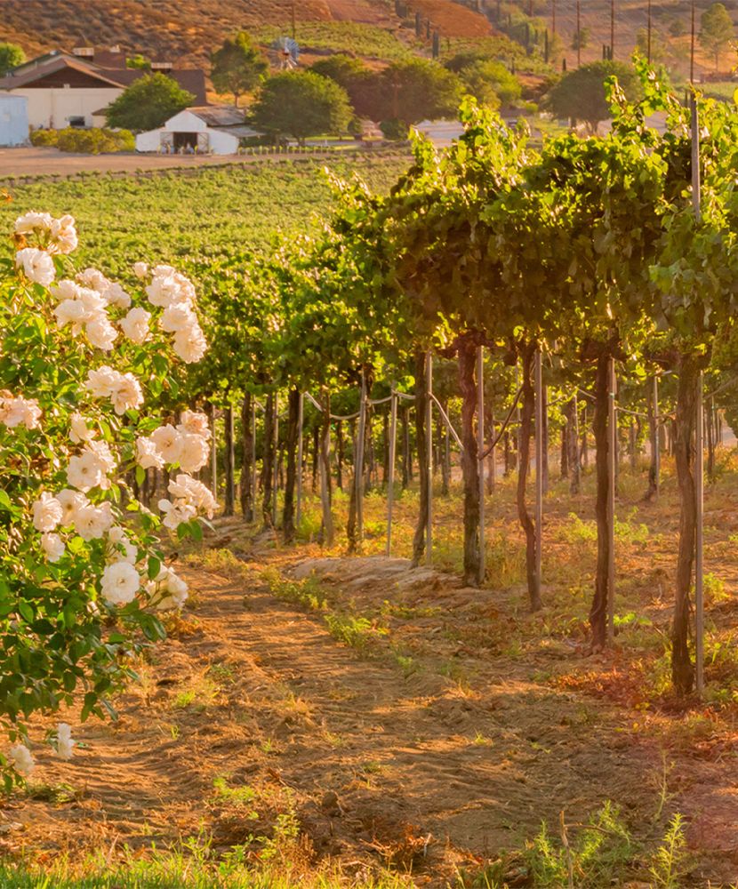 California Wineries Growing Italian Varieties
