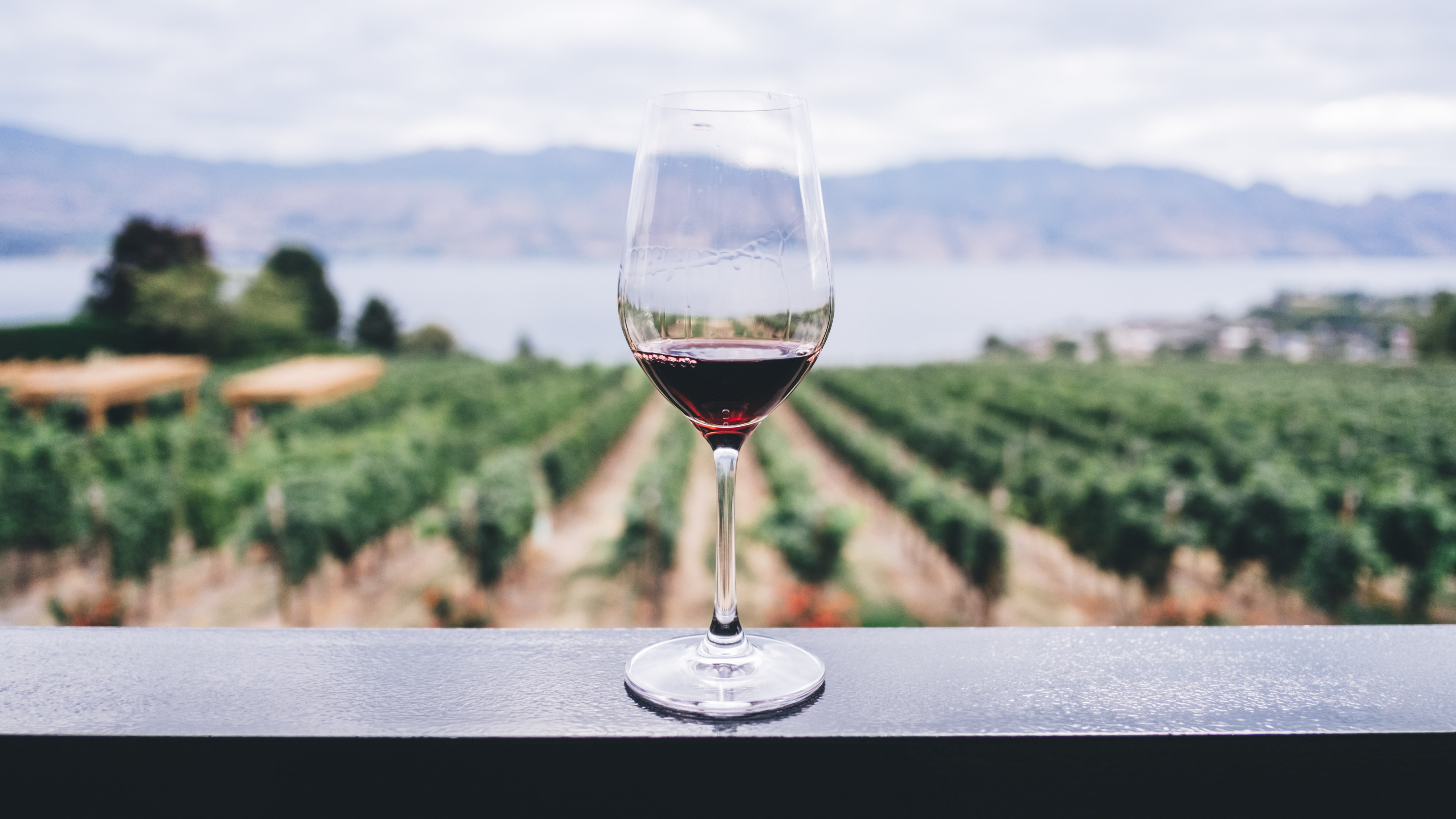winter red wine vineyard