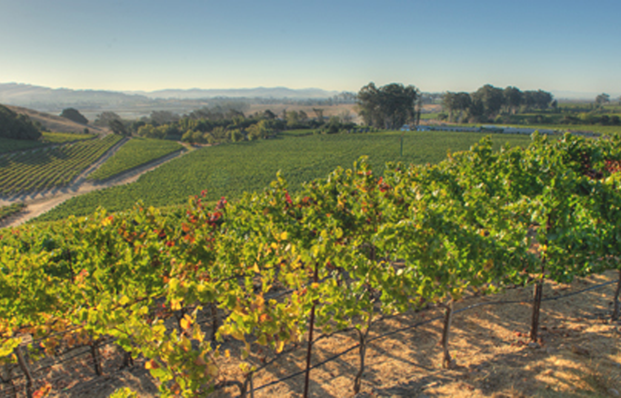 Landscape image of rows of grape vines, green grass, and mountains.