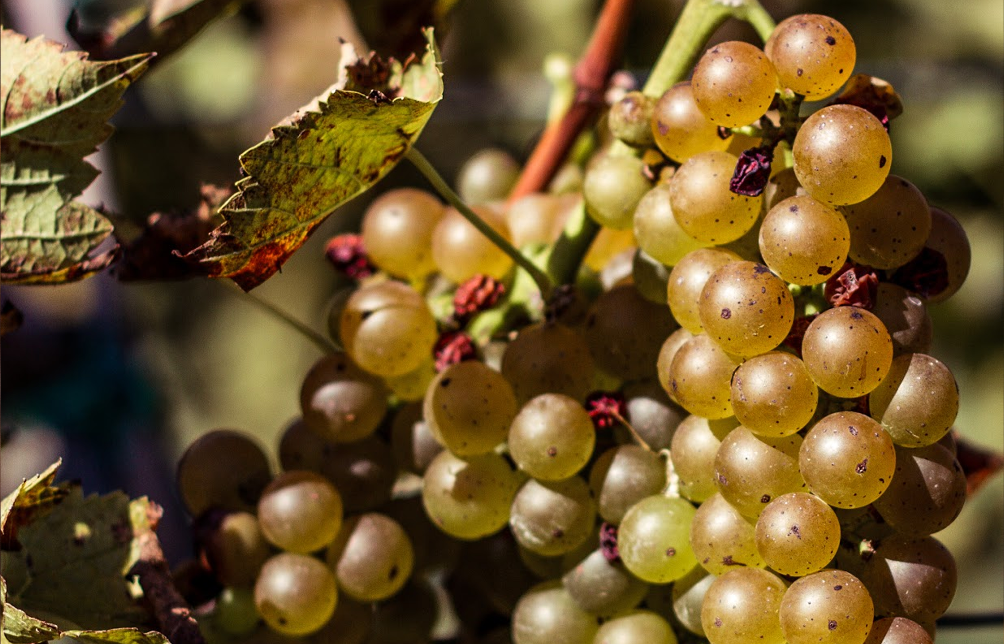 Close-up shot of grapes on a vine.
