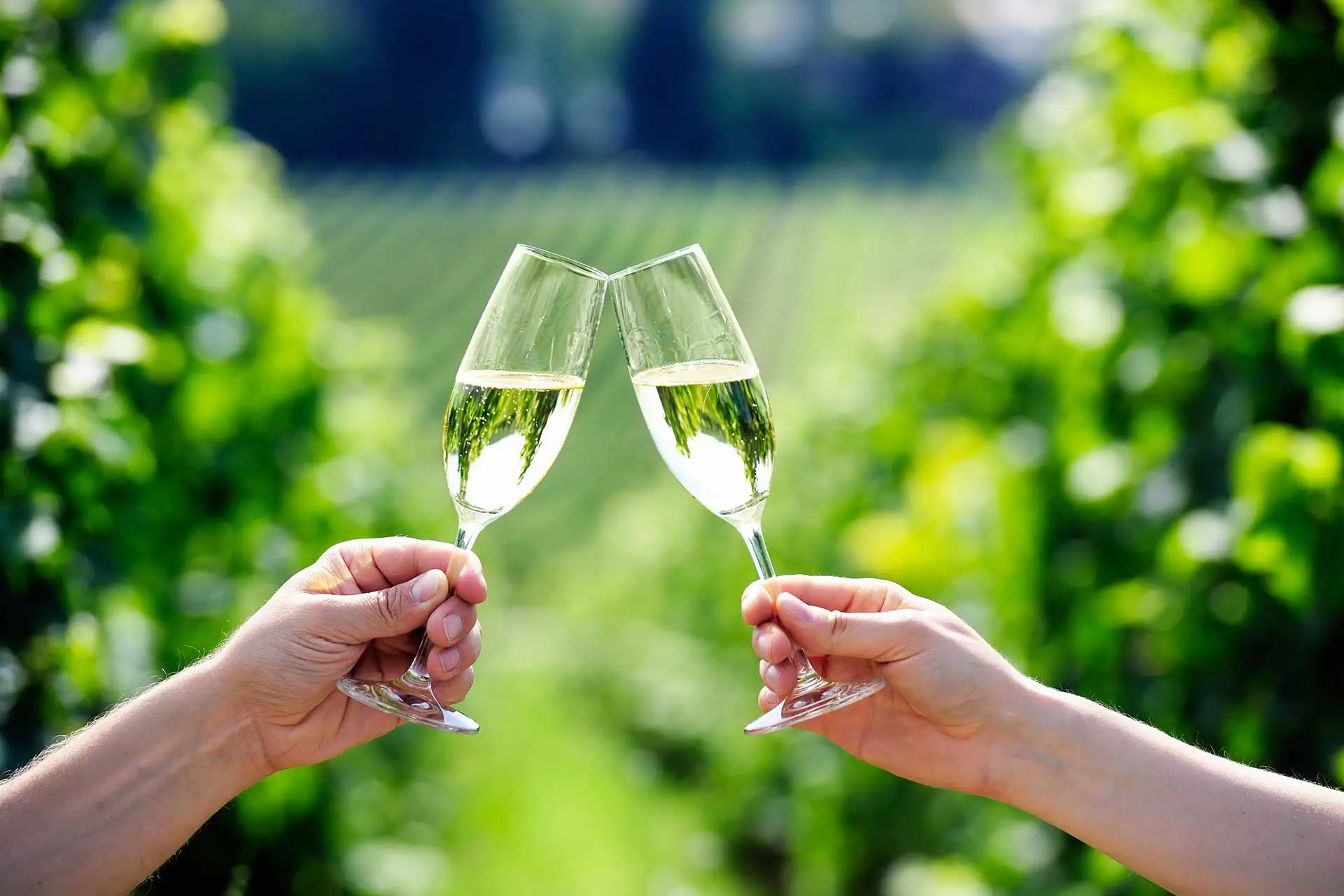Exploring Prosecco: A Guide to Italy's Beloved Sparkling Wine | Coravin ...