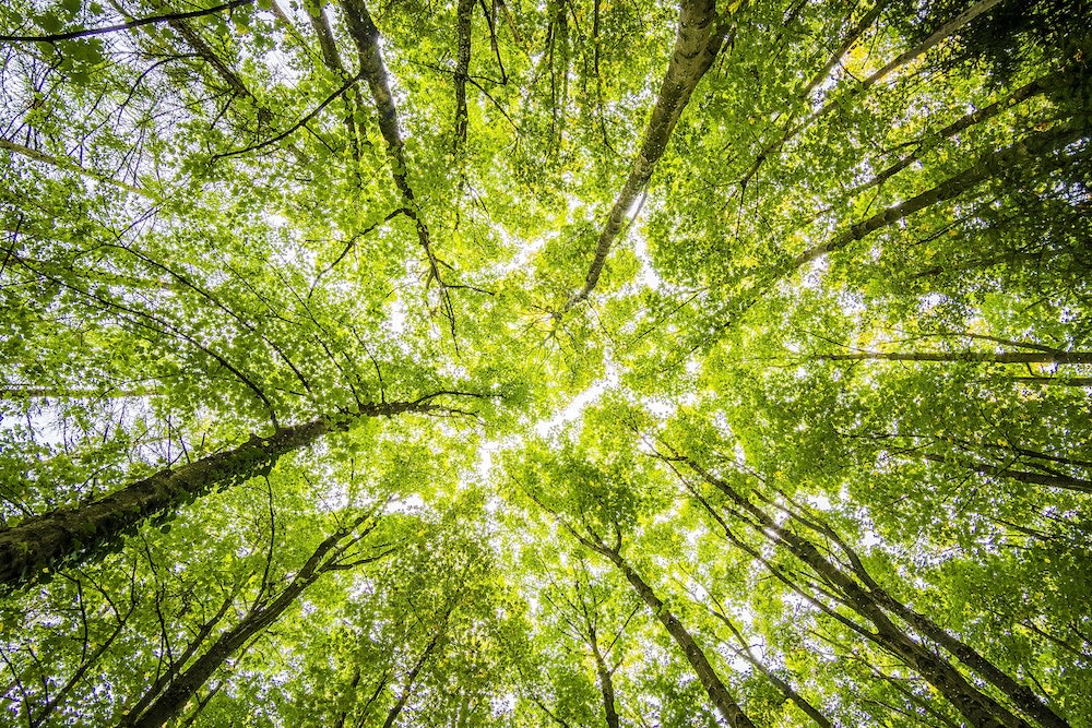 Credera’s global carbon emissions and how we celebrated Earth Day 2021