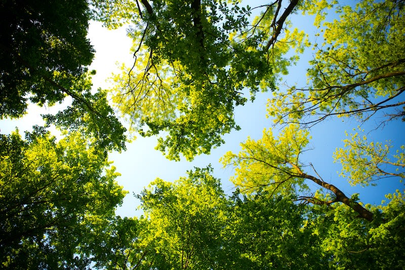 Making sense of sustainability (Part three): How green is your cloud?