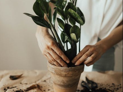 Can Having Indoor Plants Benefit Mental Health?