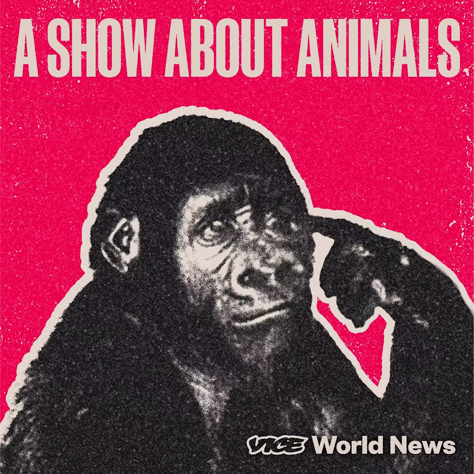 A Show About Animals