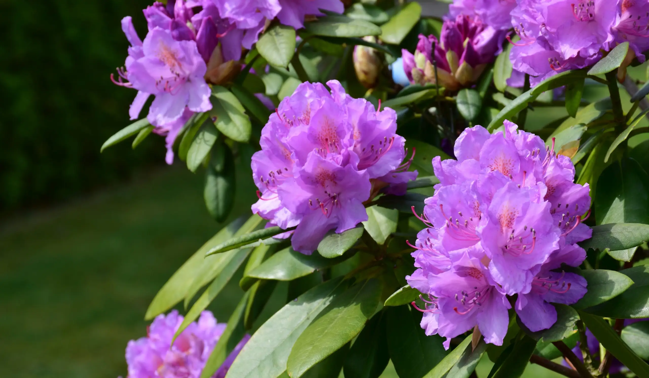 Etsitkö alppiruusun leikkauspalvelua {{CITY_NAME_ELA}}? {{CITY_NAME_GEN} ammattilaiset varmistavat, että pihasi alppiruusu leikataan oikein ja pysyy elinvoimaisena.