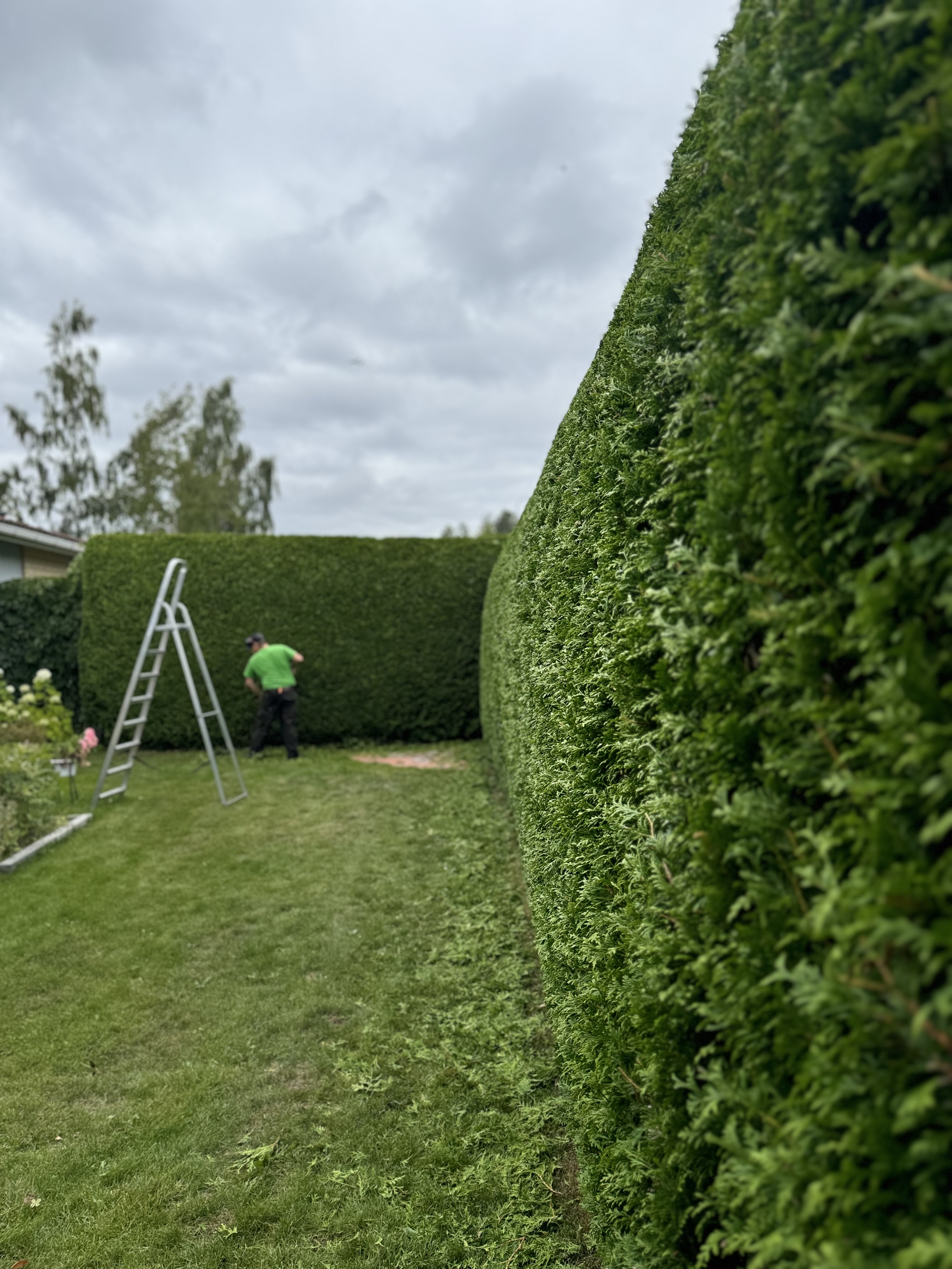Vertaile paikallisia puutarhureita, jätä tarjouspyyntöjä, valitse mielestäsi paras ja sovi työstä. Piha-Onlinen avulla saat kilpailutettua pensasaidan leikkauksen nopeasti ja helposti!