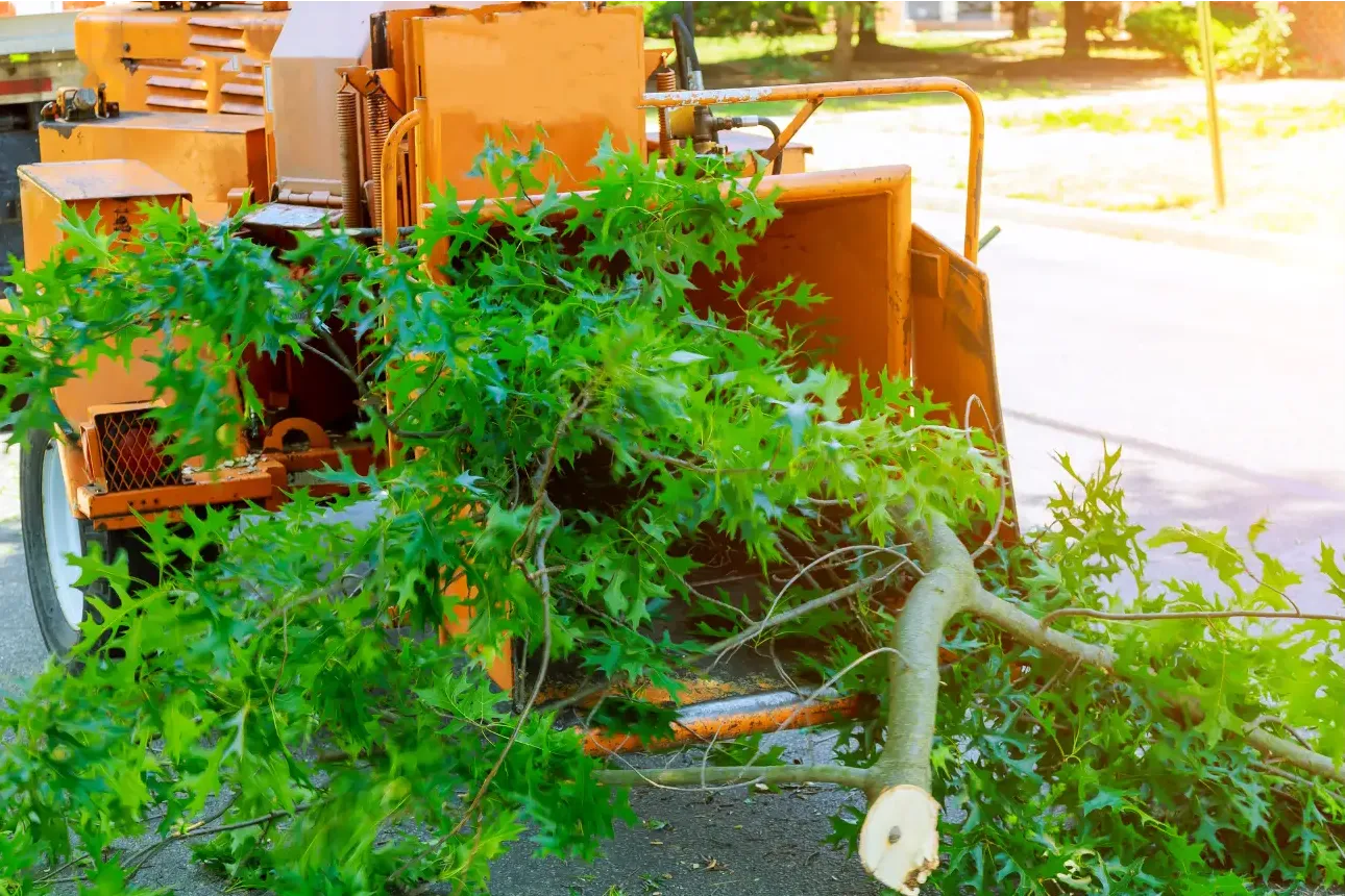 Haketus Nokia Etsitkö ammattitaitoista haketuspalvelua Nokialta? Nokian paikalliset puunhoidon ammattilaiset hoitavat työn ripeästi ammattikalustollaan.