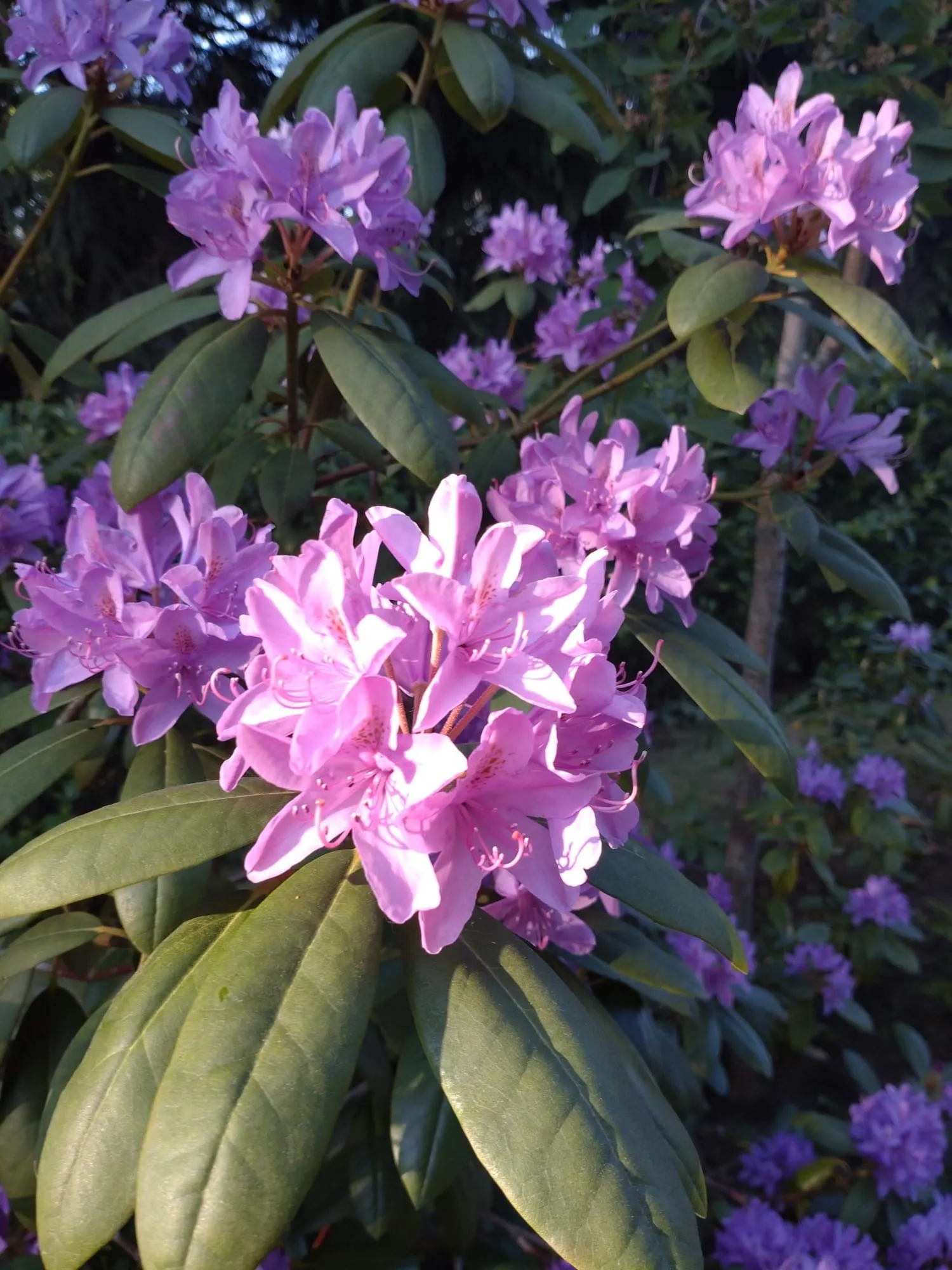 Alppiruusun leikkaus Kitee Etsitkö ammattitaitoista alppiruusun leikkaajaa Kiteeltä? Kiteen paikalliset ammattilaiset varmistavat, että pihasi alppiruusu pysyy kauniina ja elinvoimaisena.